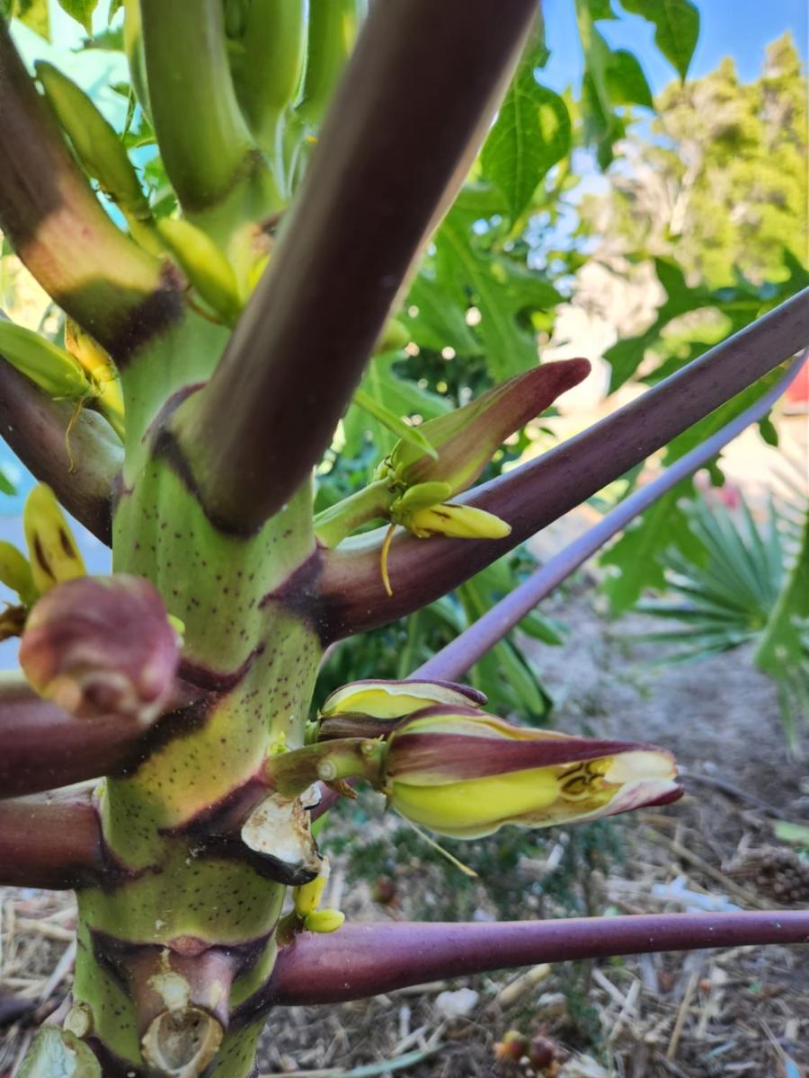 Palm Springs Vacations - Crashpod Hostel - Property Image 29