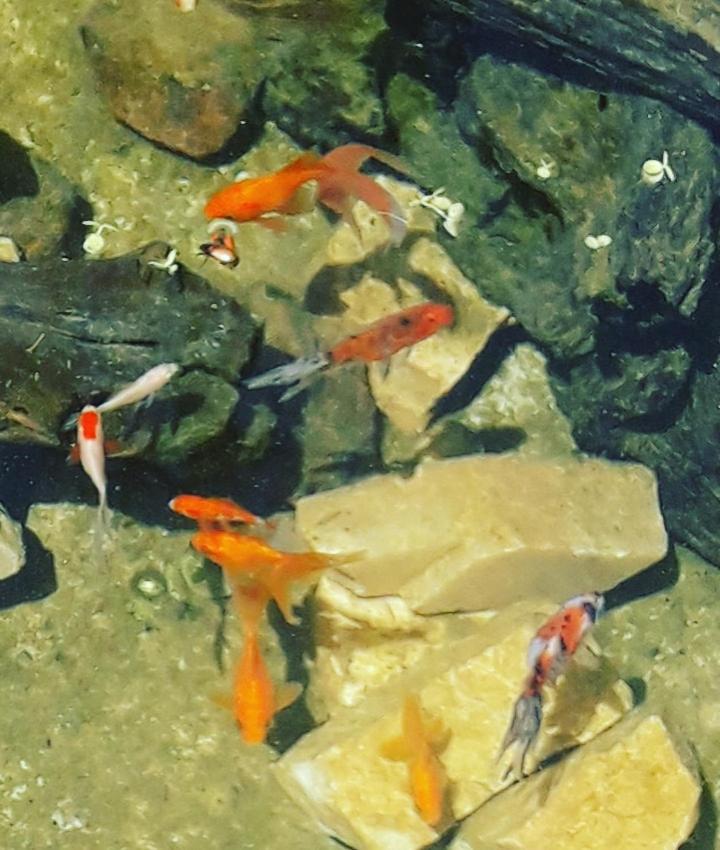 Pousada Natureza