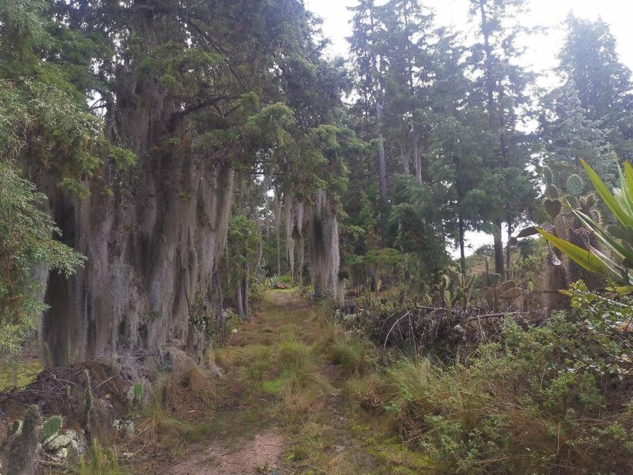 Fogata Naturaleza y Descanso, Casa de Campo Eucaliptos