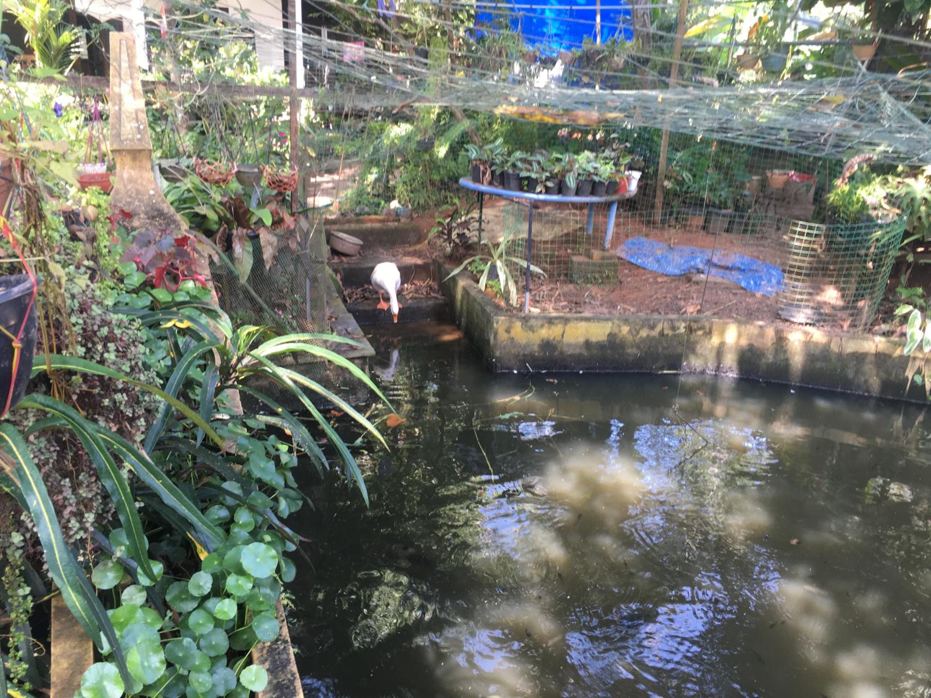 Marari Garden Homestay (Ithal Gardens) view 5