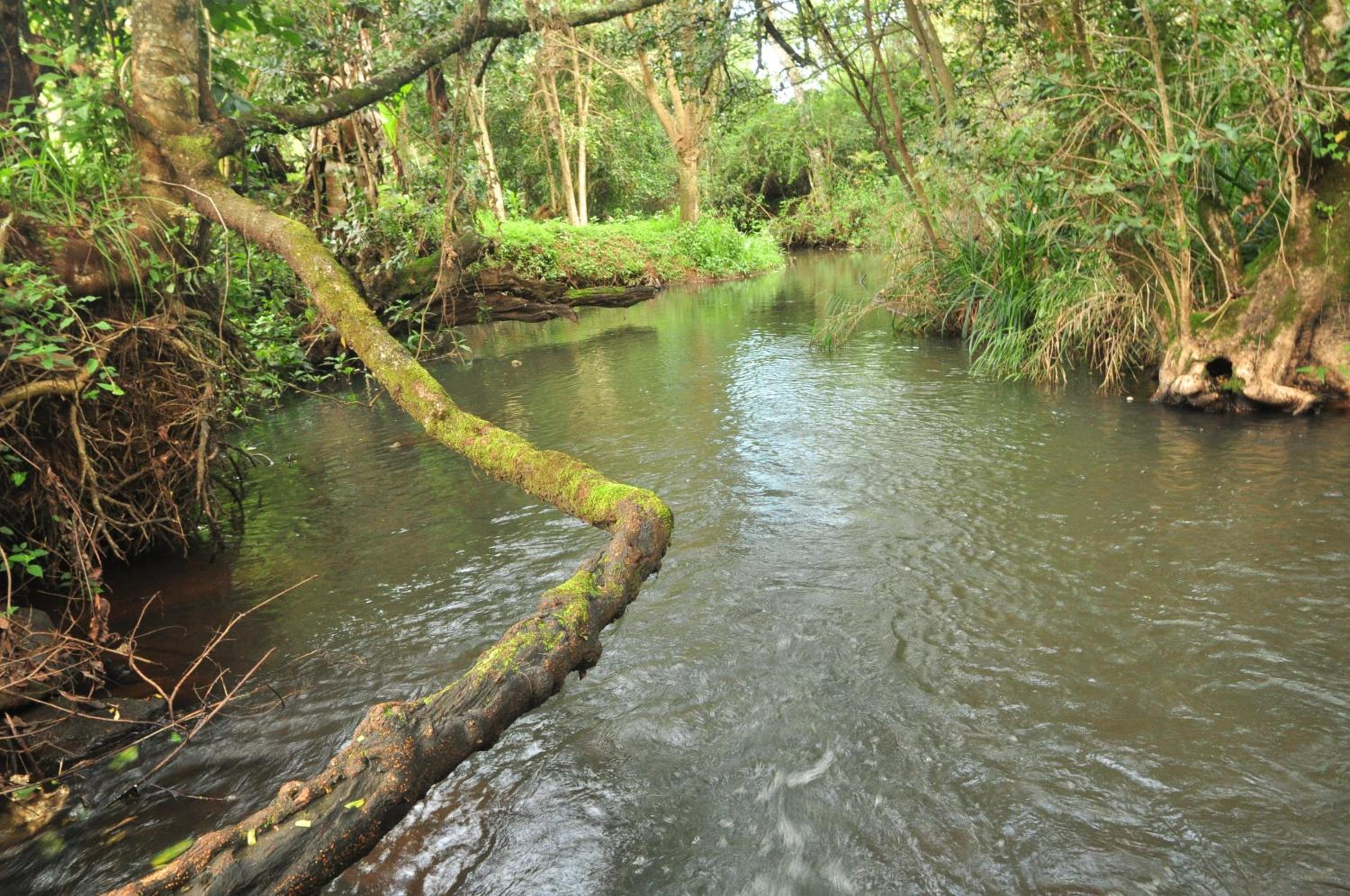 Naiberi River Campsite & Resort view 5