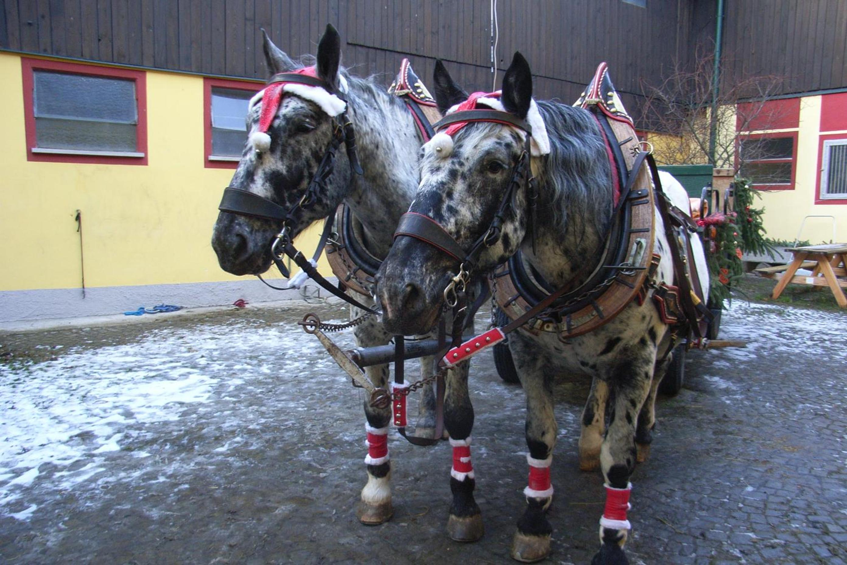 Pension & Reitstall Inghofer