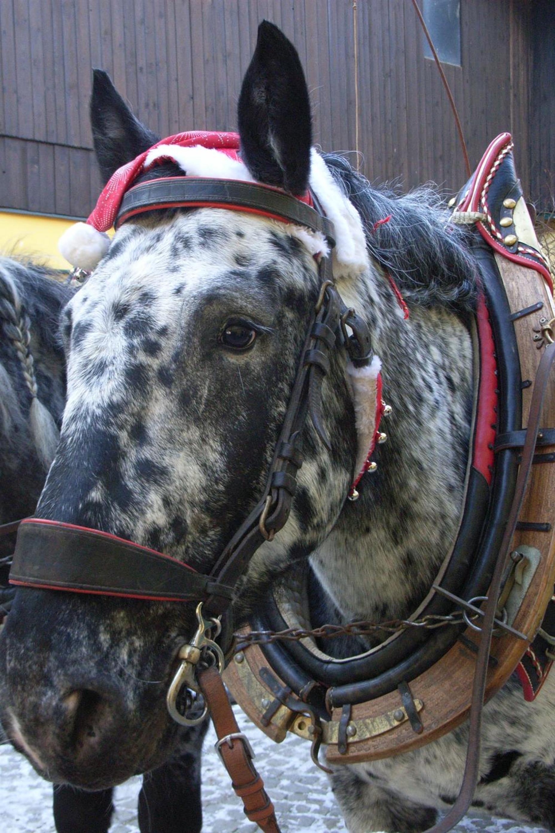 Pension & Reitstall Inghofer