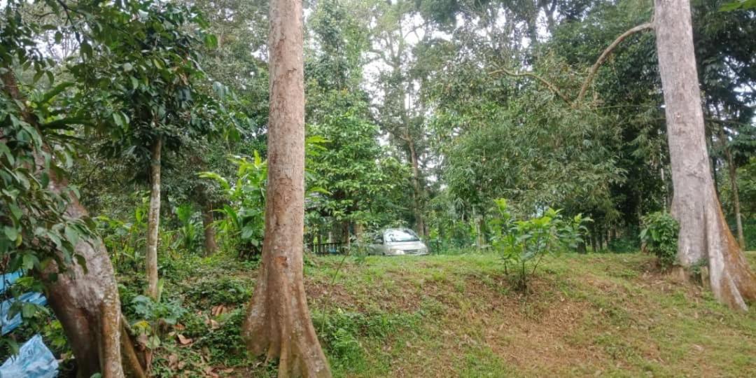 Damai Homestay
