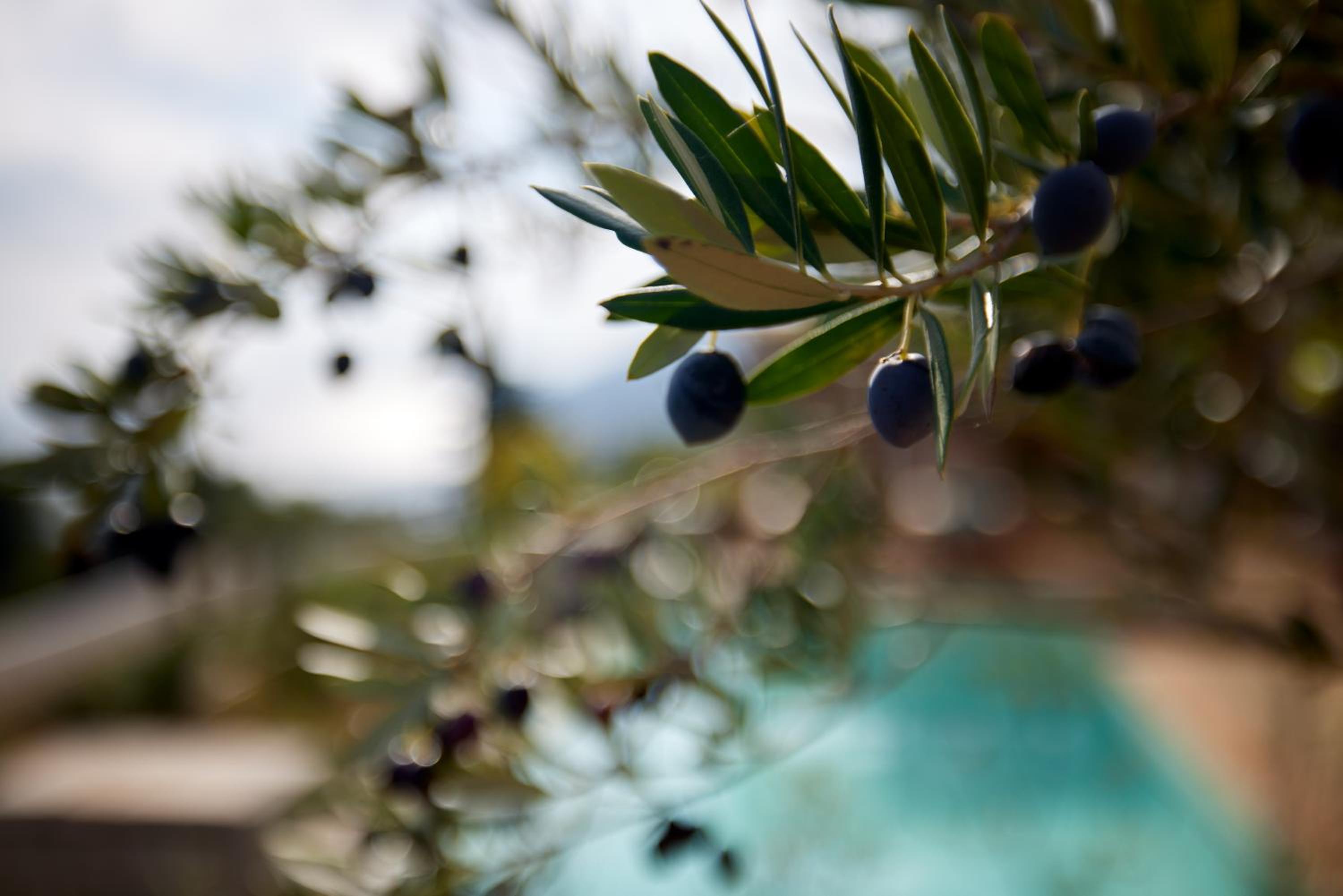 Angsana Corfu Resort & Spa 124