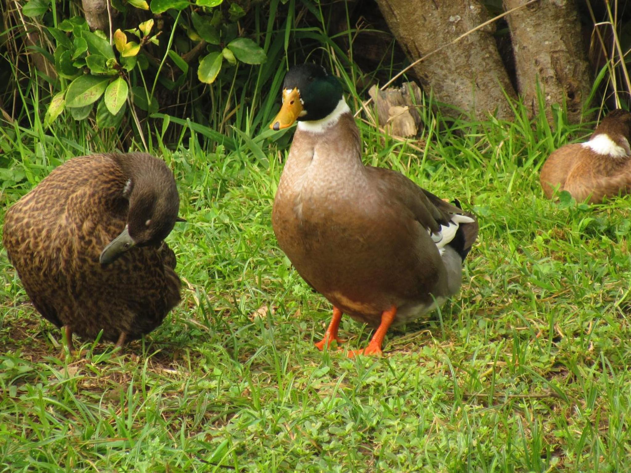 Photo 45