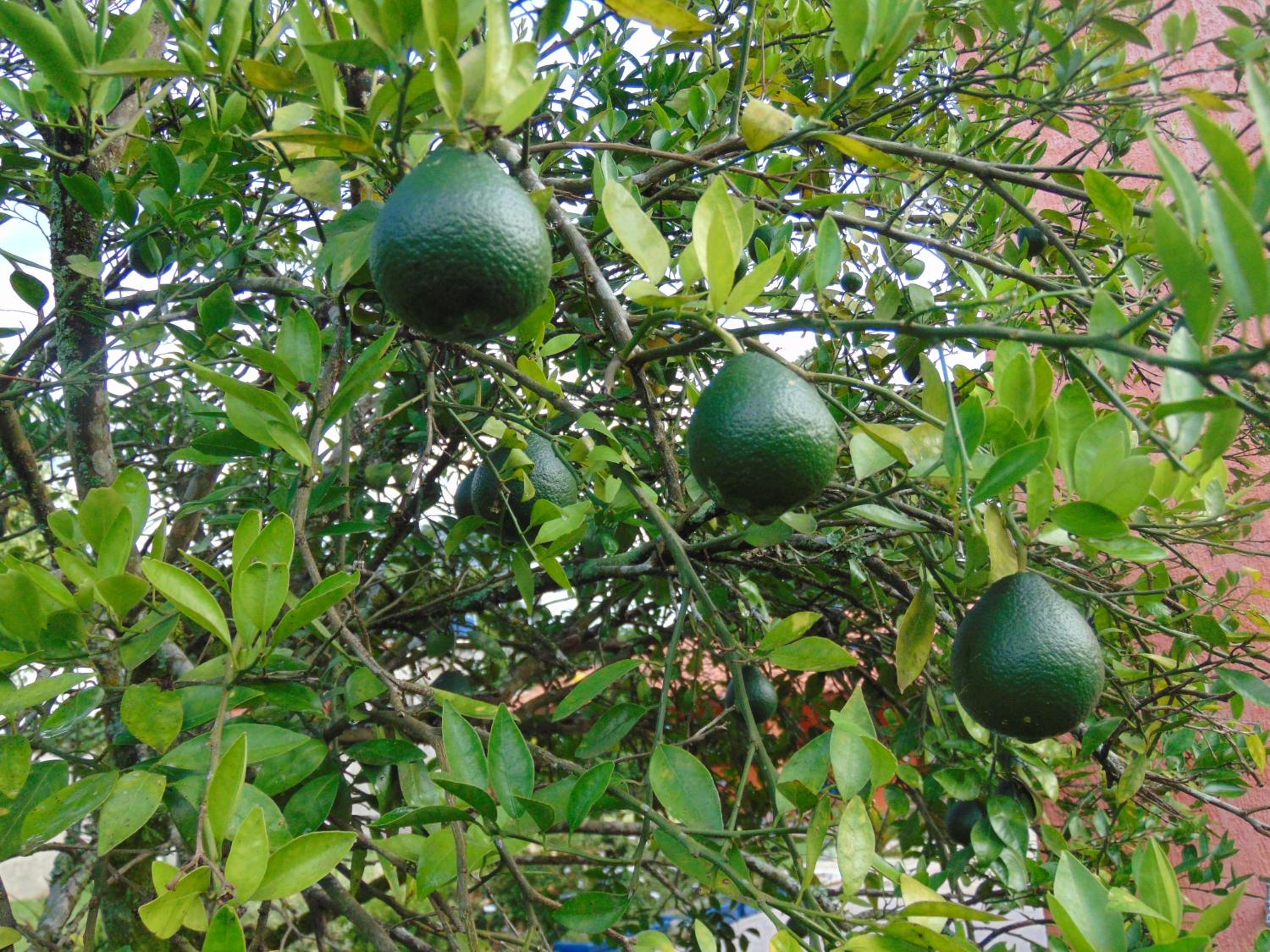 Rancho do Colega