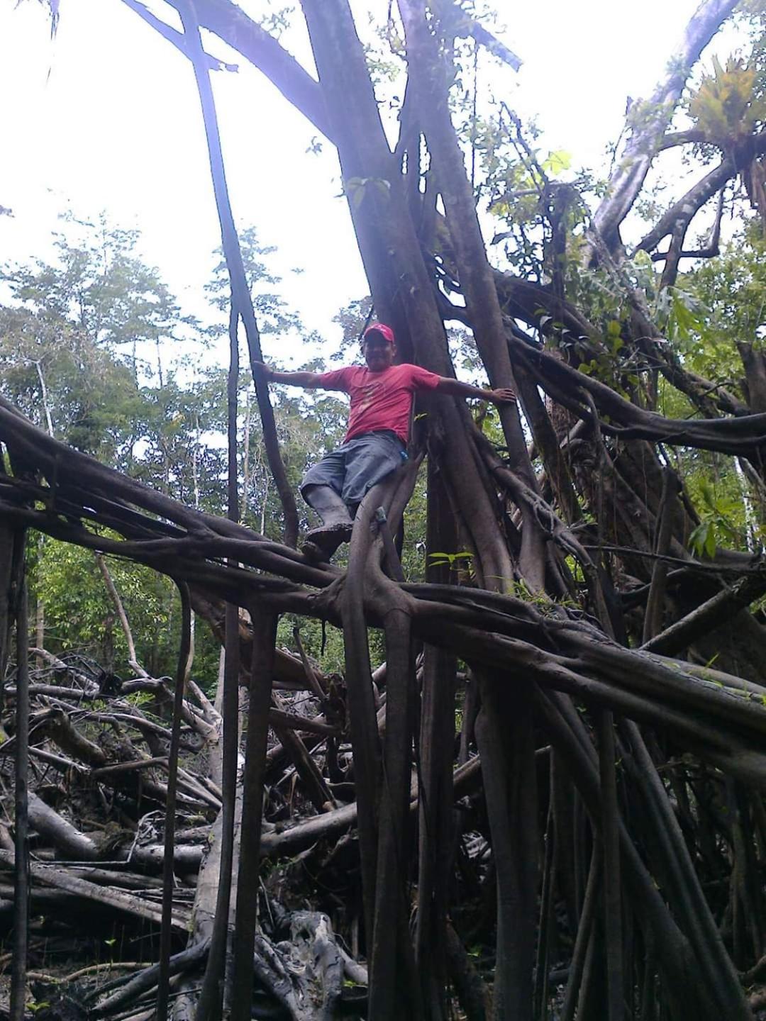 Amazon Lodge and Expeditions view 5