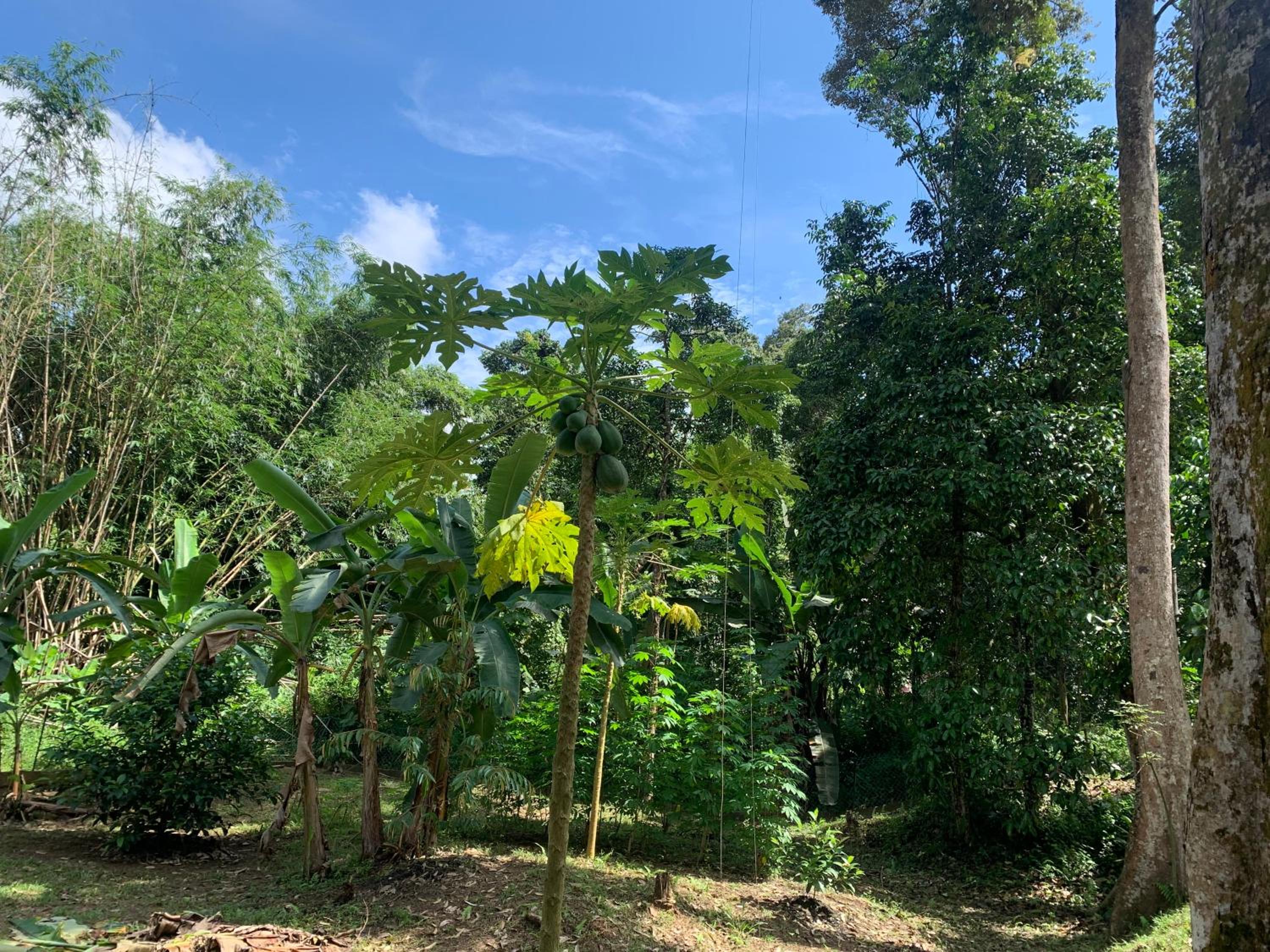 Damai Homestay