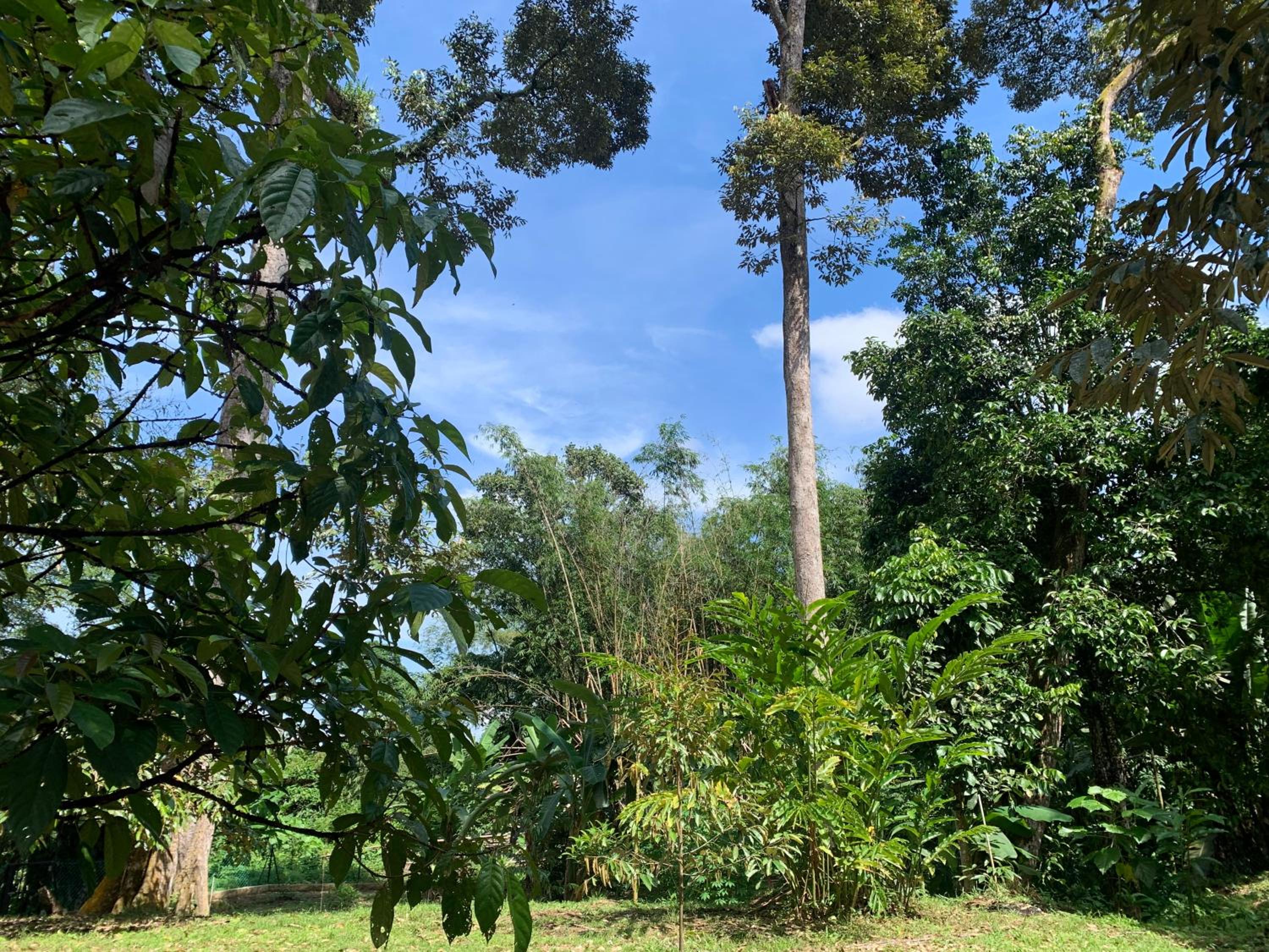 Damai Homestay