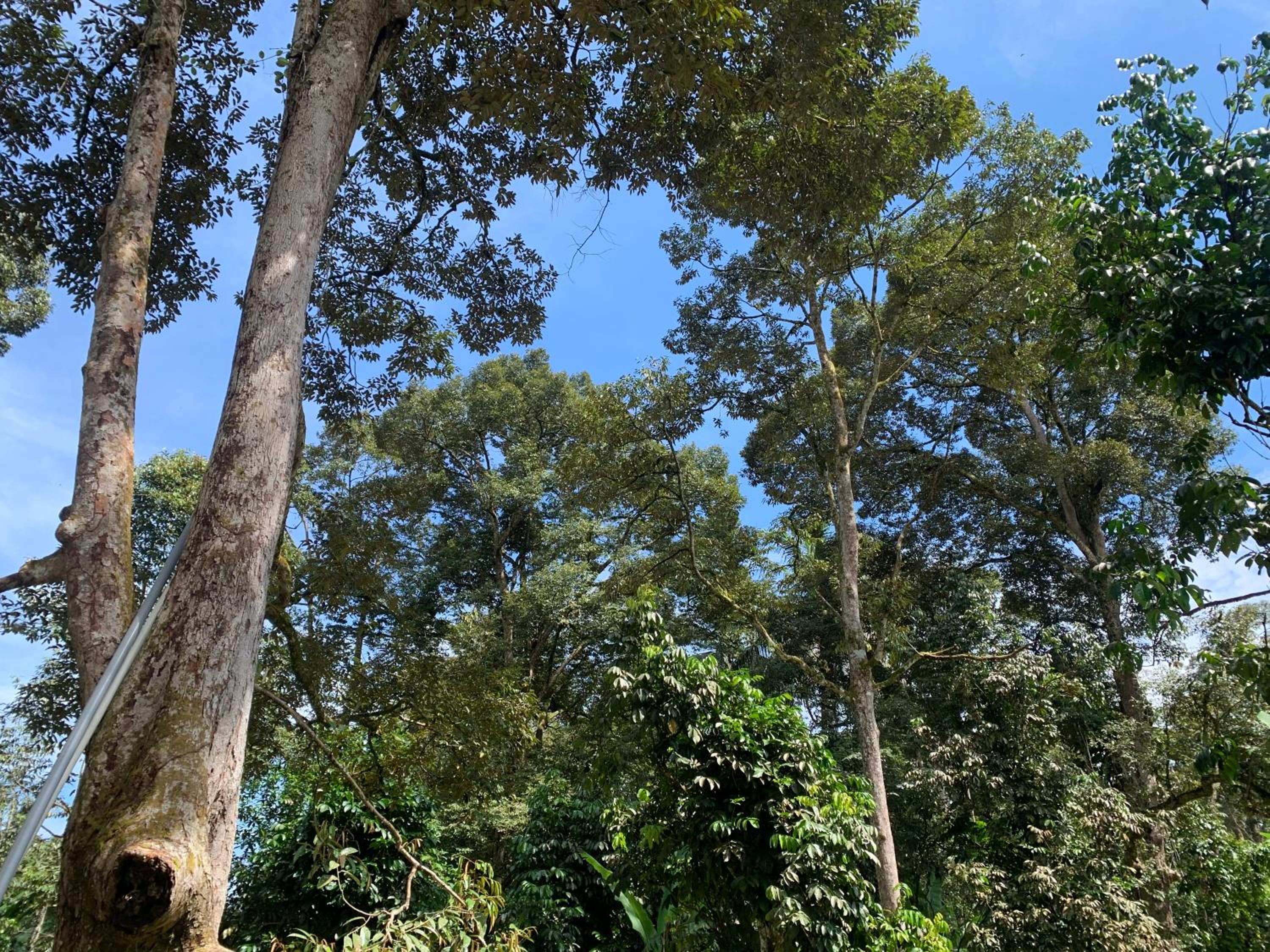 Damai Homestay