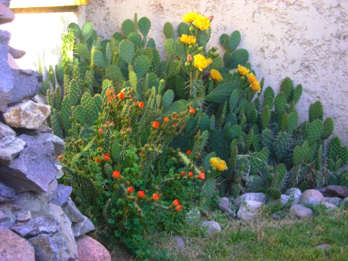 Pasos Andinos B&B