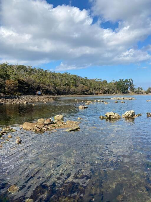 Periwinkle at Great Bay