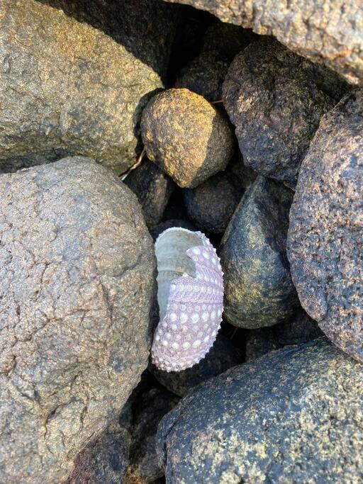 Periwinkle at Great Bay