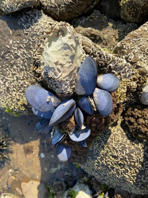 Periwinkle at Great Bay