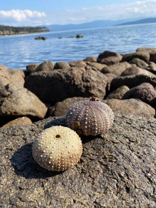 Periwinkle at Great Bay