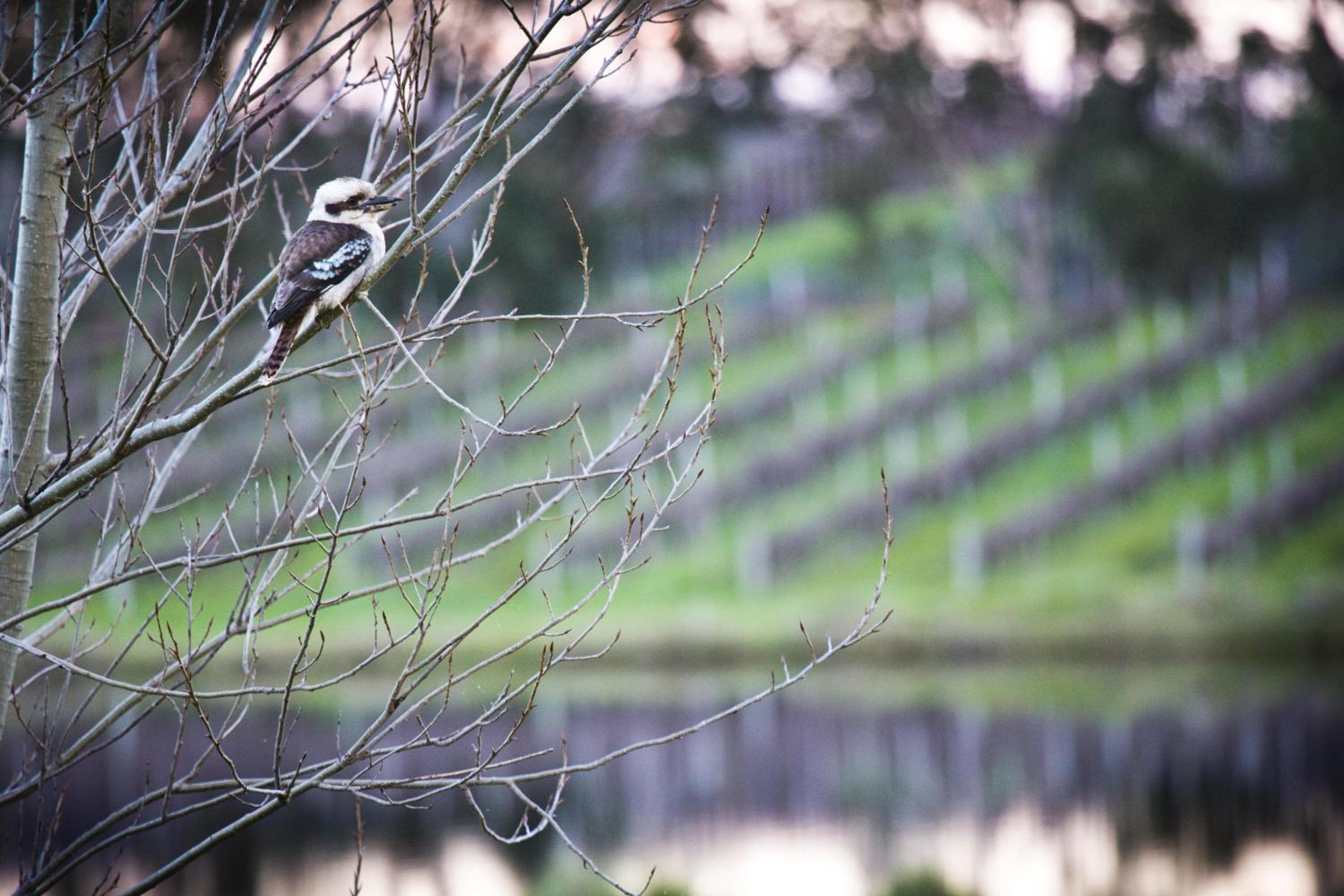 Bettenays Margaret River view 2