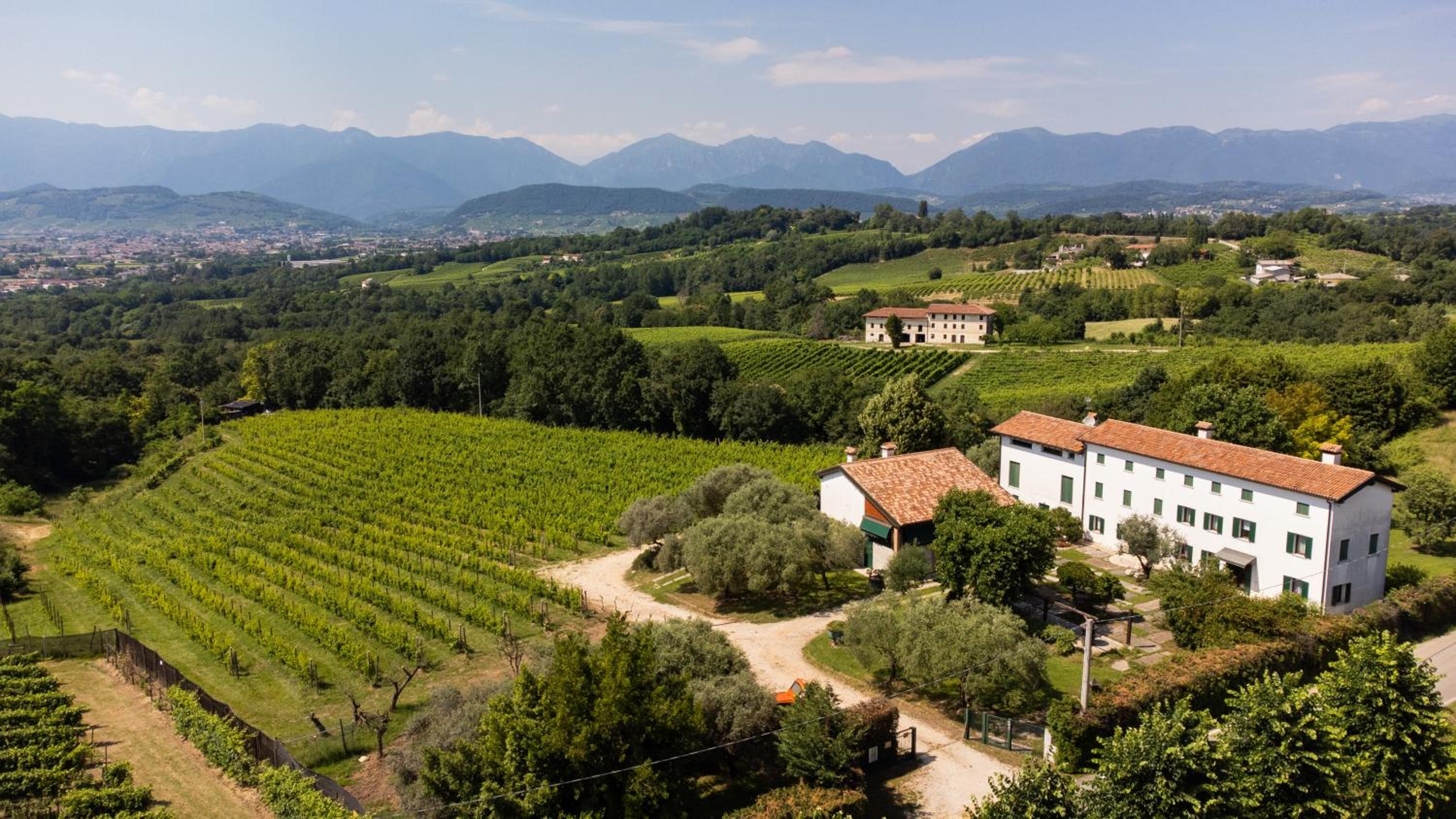 GATTO IN VIGNA view 3