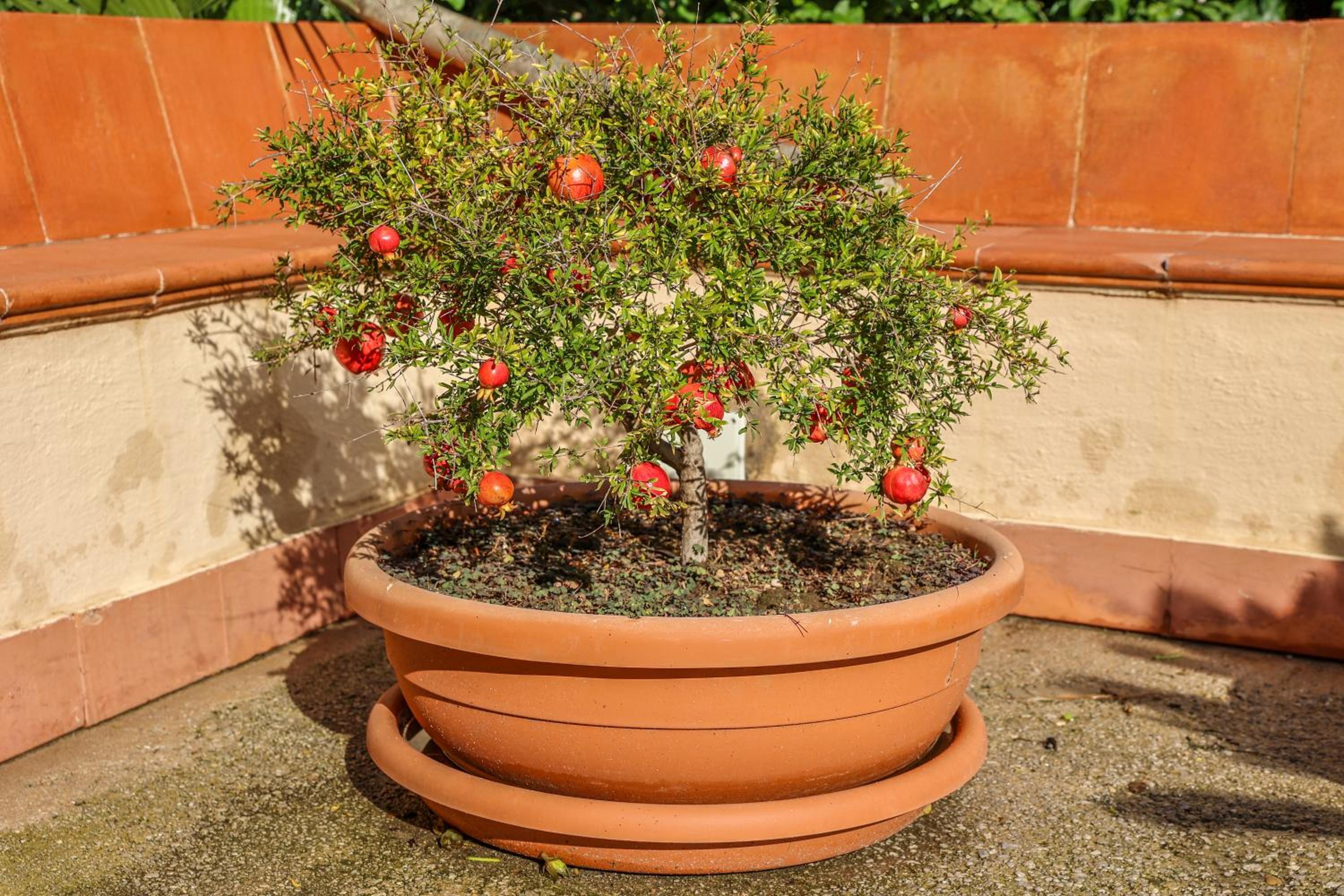 B&B Giardino dei Cedri, photo 21
