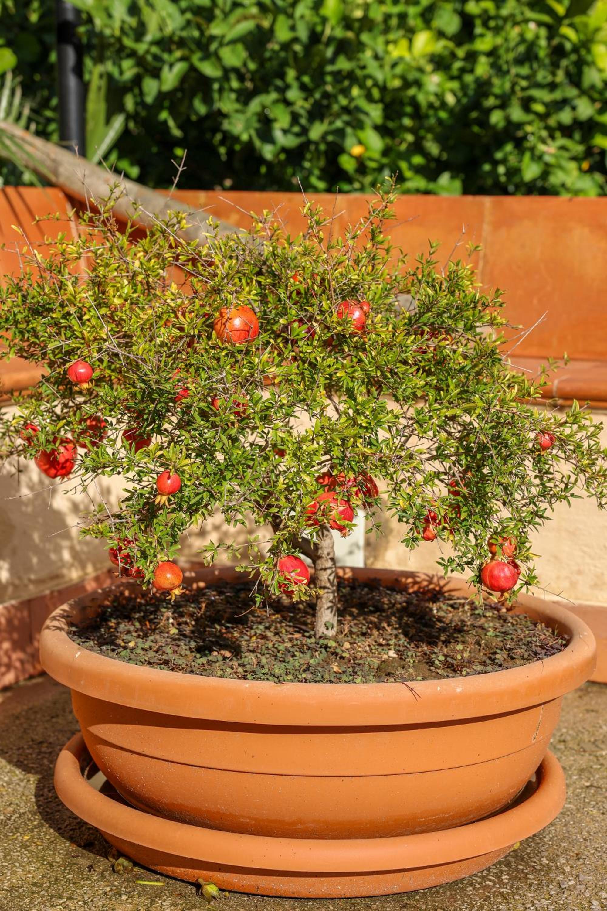 B&B Giardino dei Cedri, photo 150