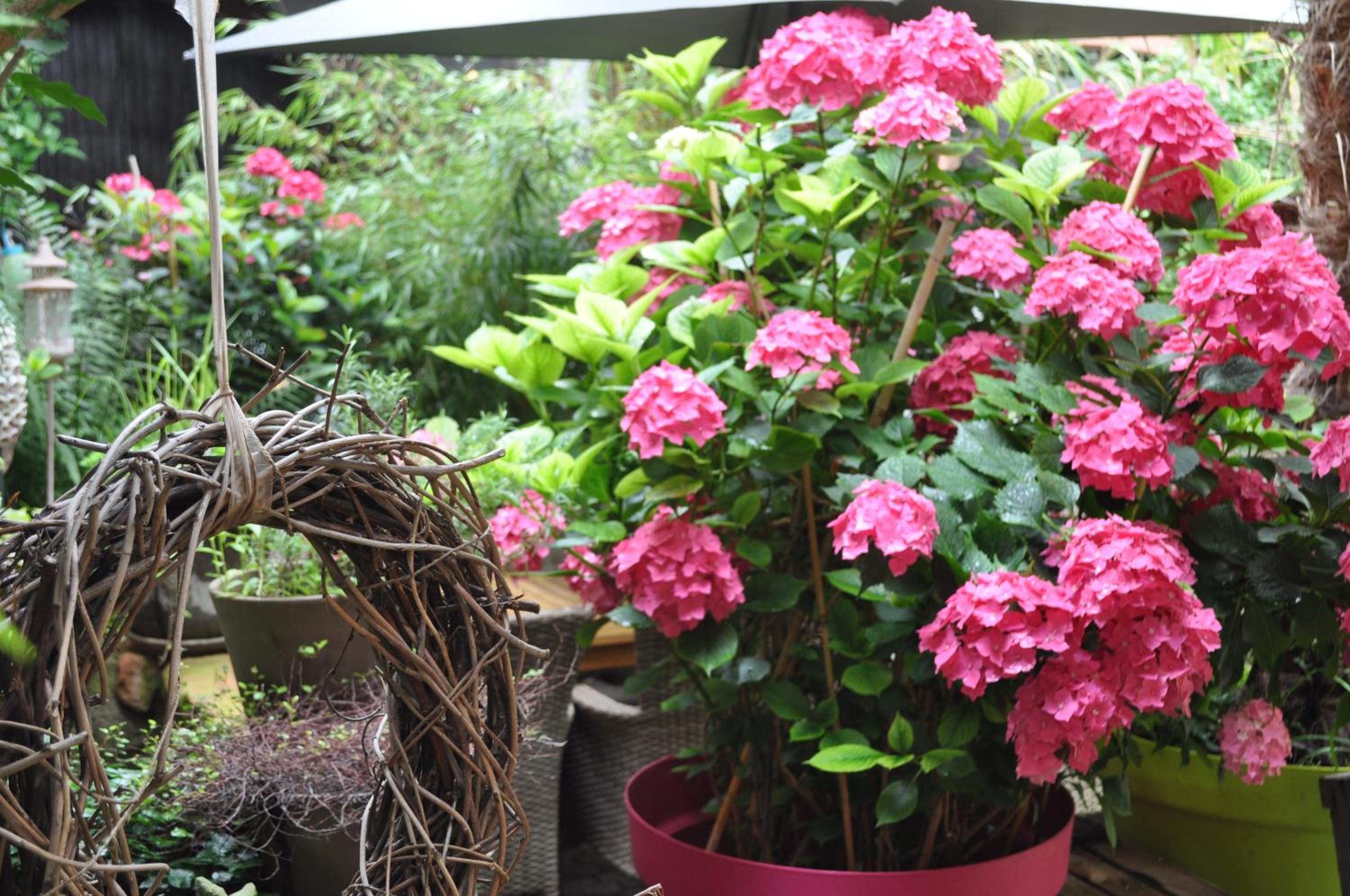 Hofgarten Rosa