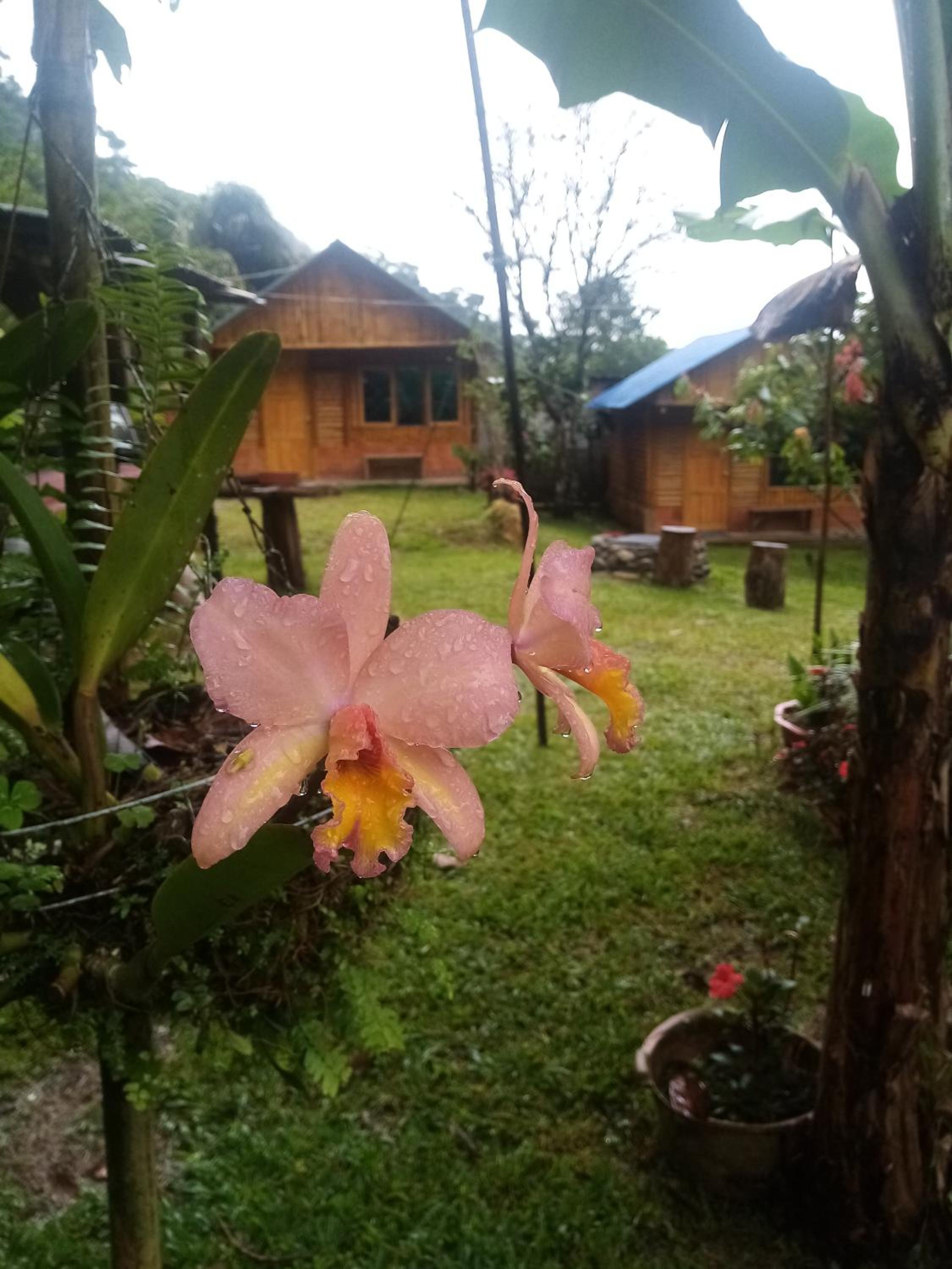 Cabañas orquídea