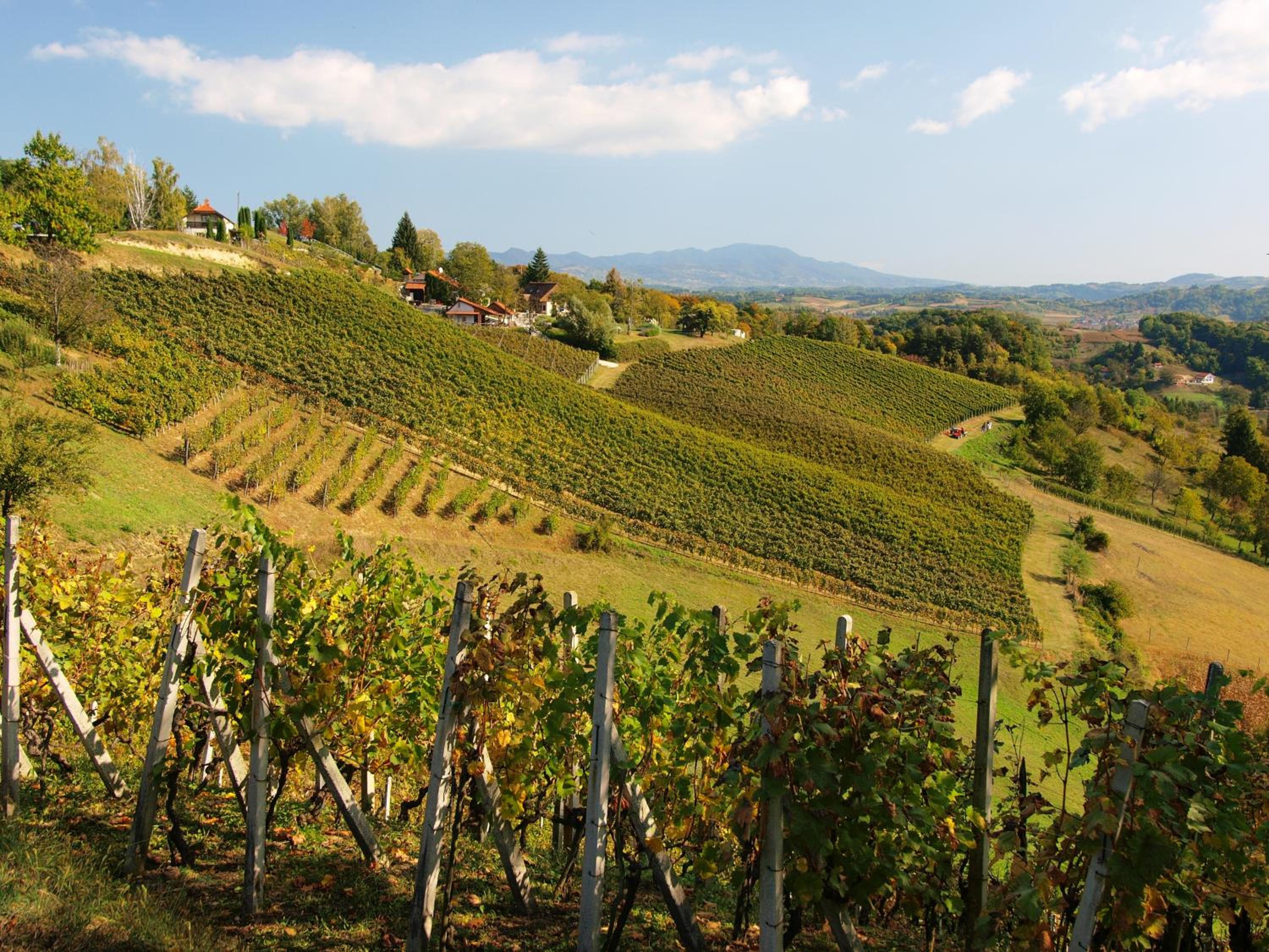 Winery, Restaurant & Pension Vuglec Breg