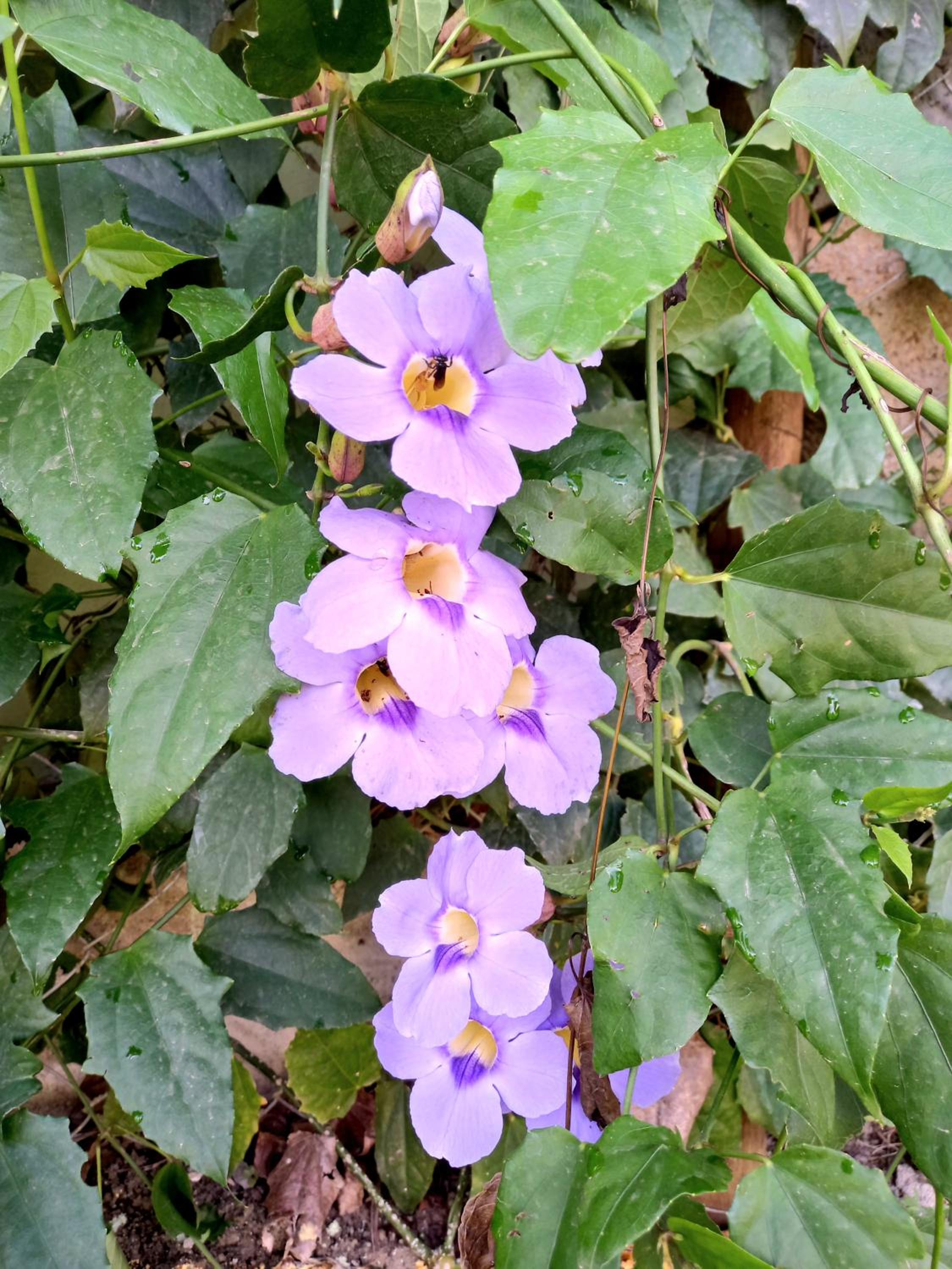 Rancho Santana