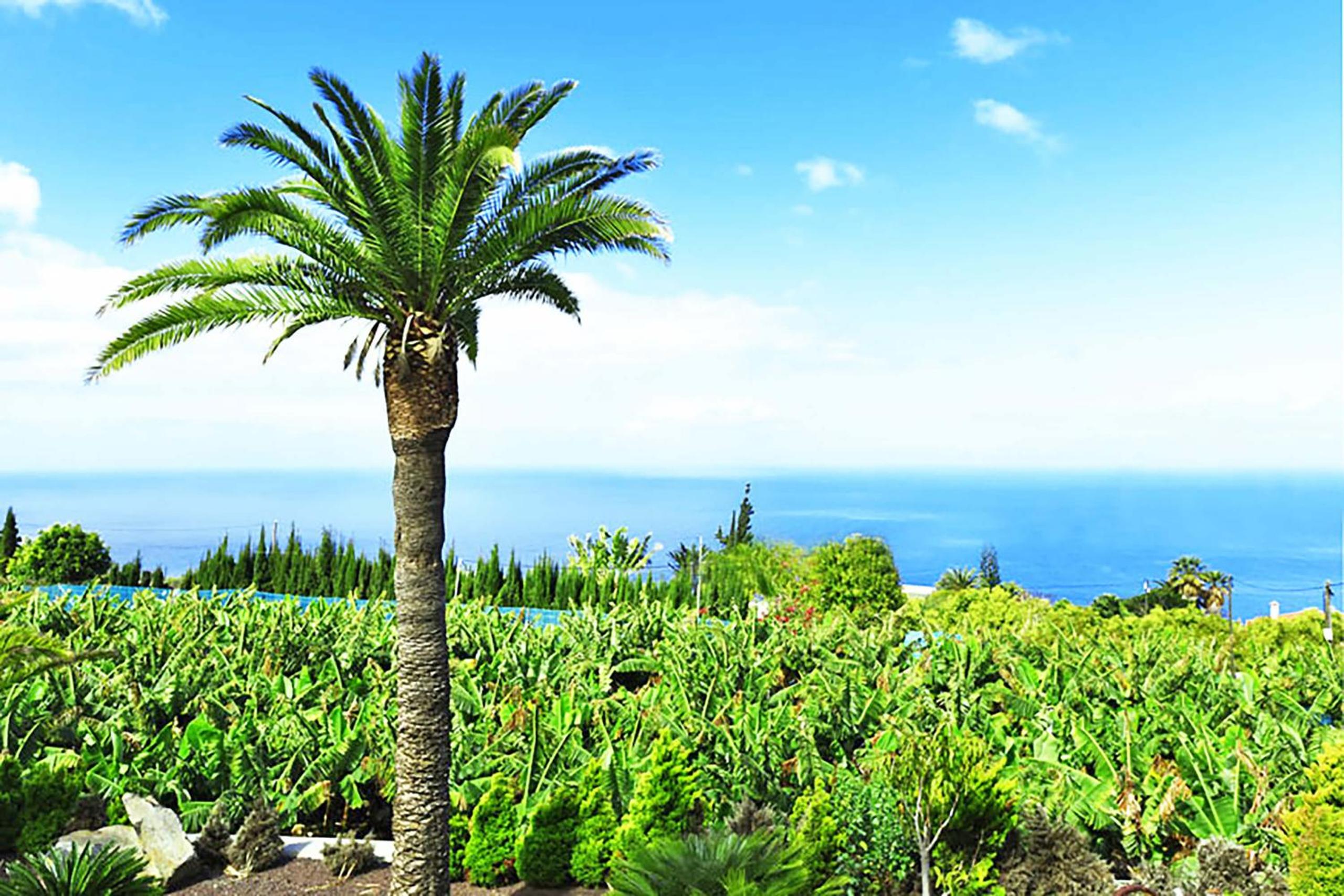 Casa Don Pedro view 4