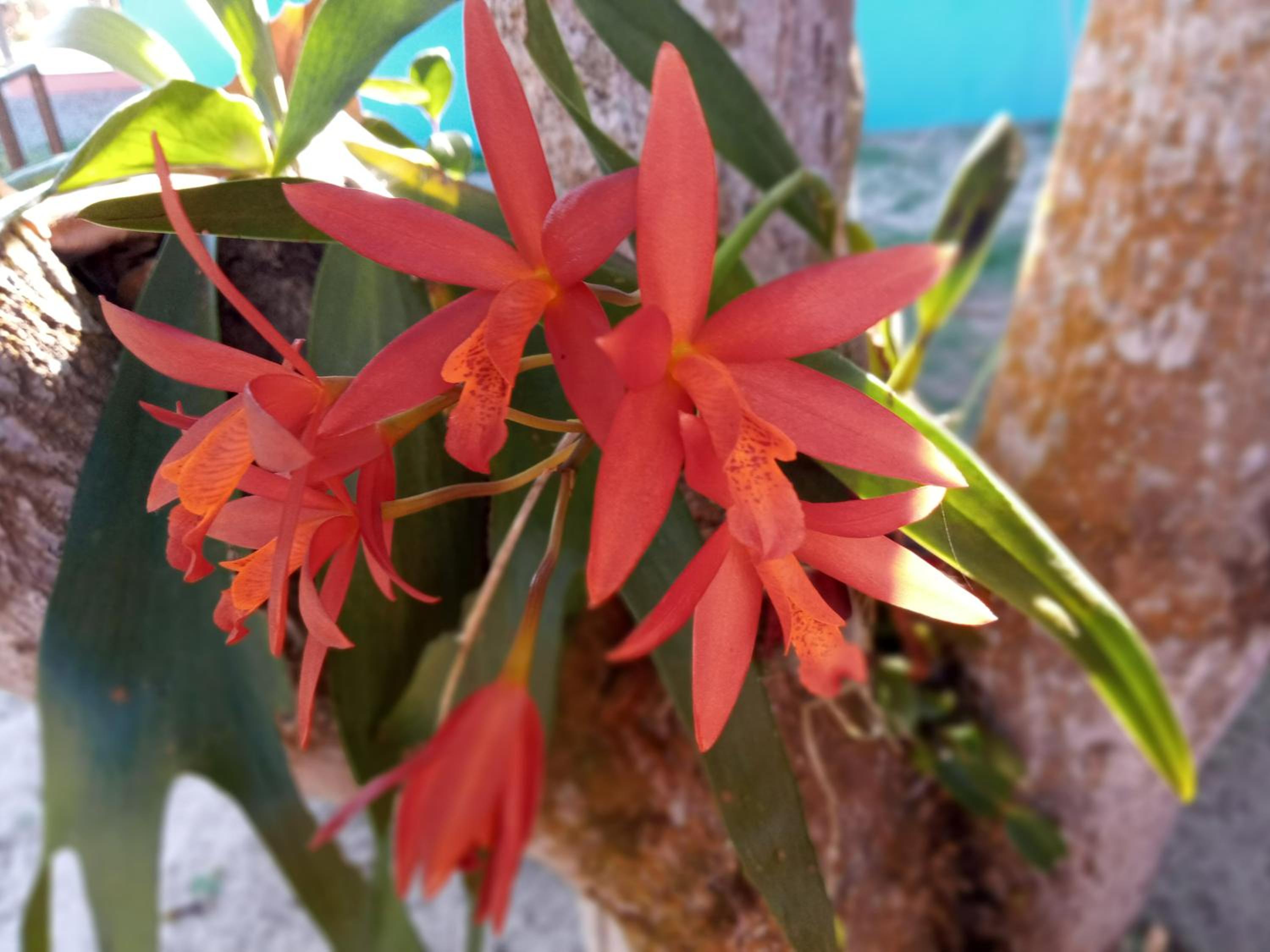 Cores do Mar Cabanas, Taipu de Fora