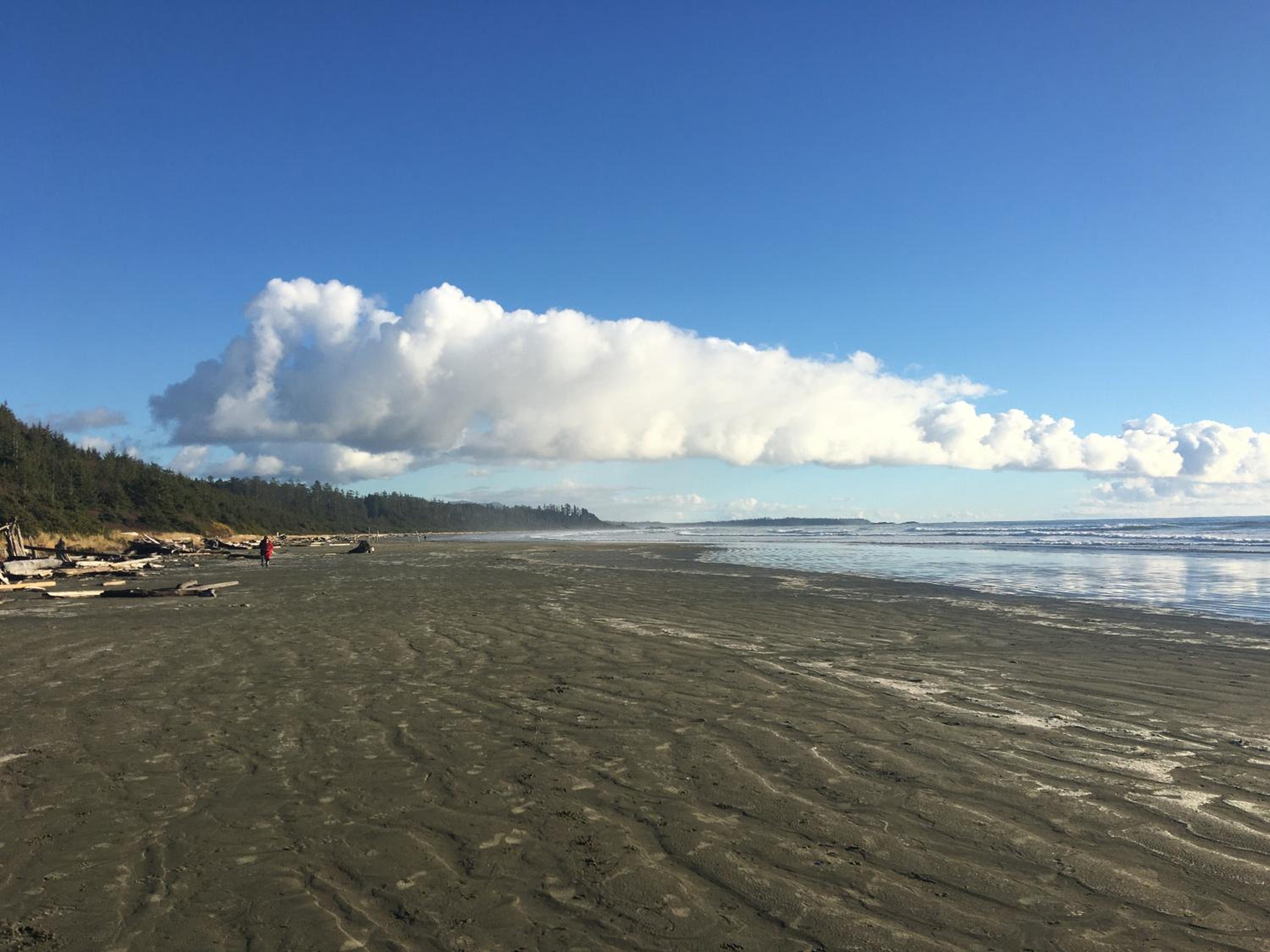 Tofino Vacations - Cobble Wood and Bird Sanctuary Guest Houses - Property Image 101