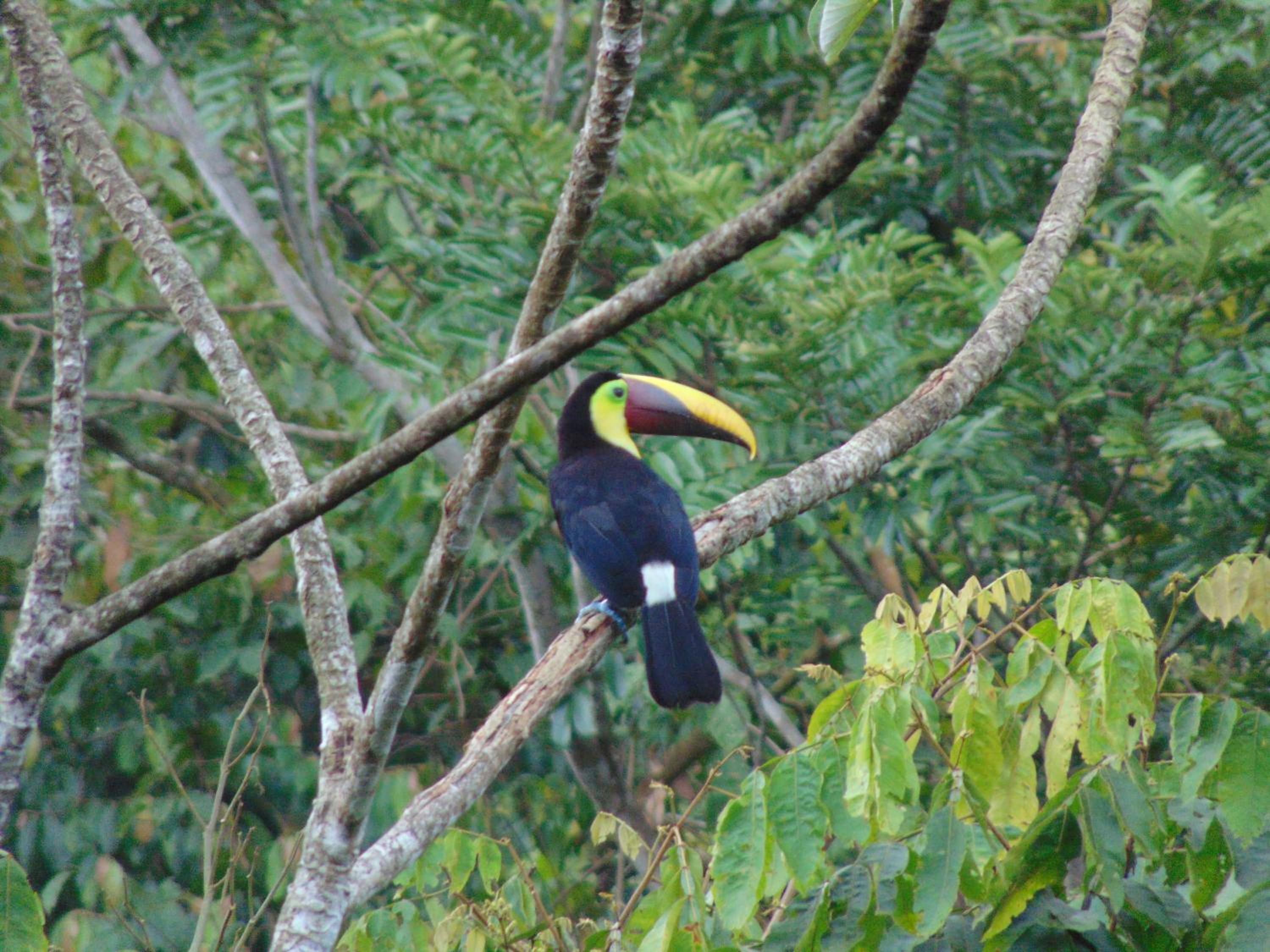 Hacienda Mil Bellezas - Private 40ha Jungle Reserve