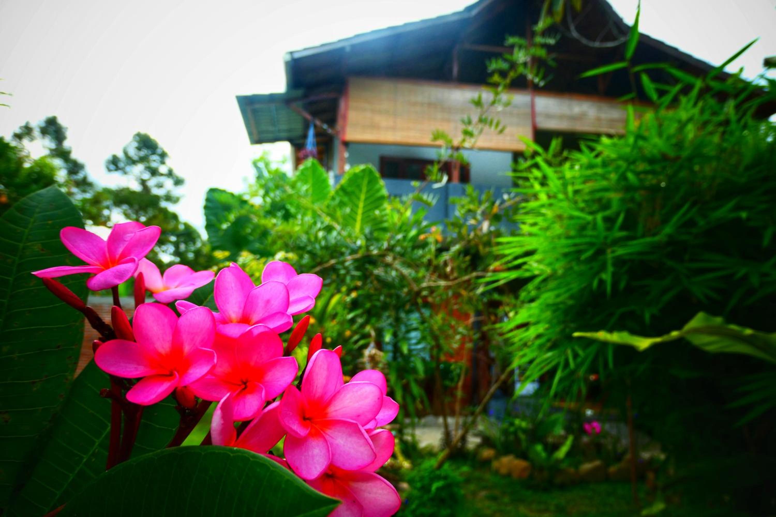 Sumatra Orangutan Discovery Villa view 2