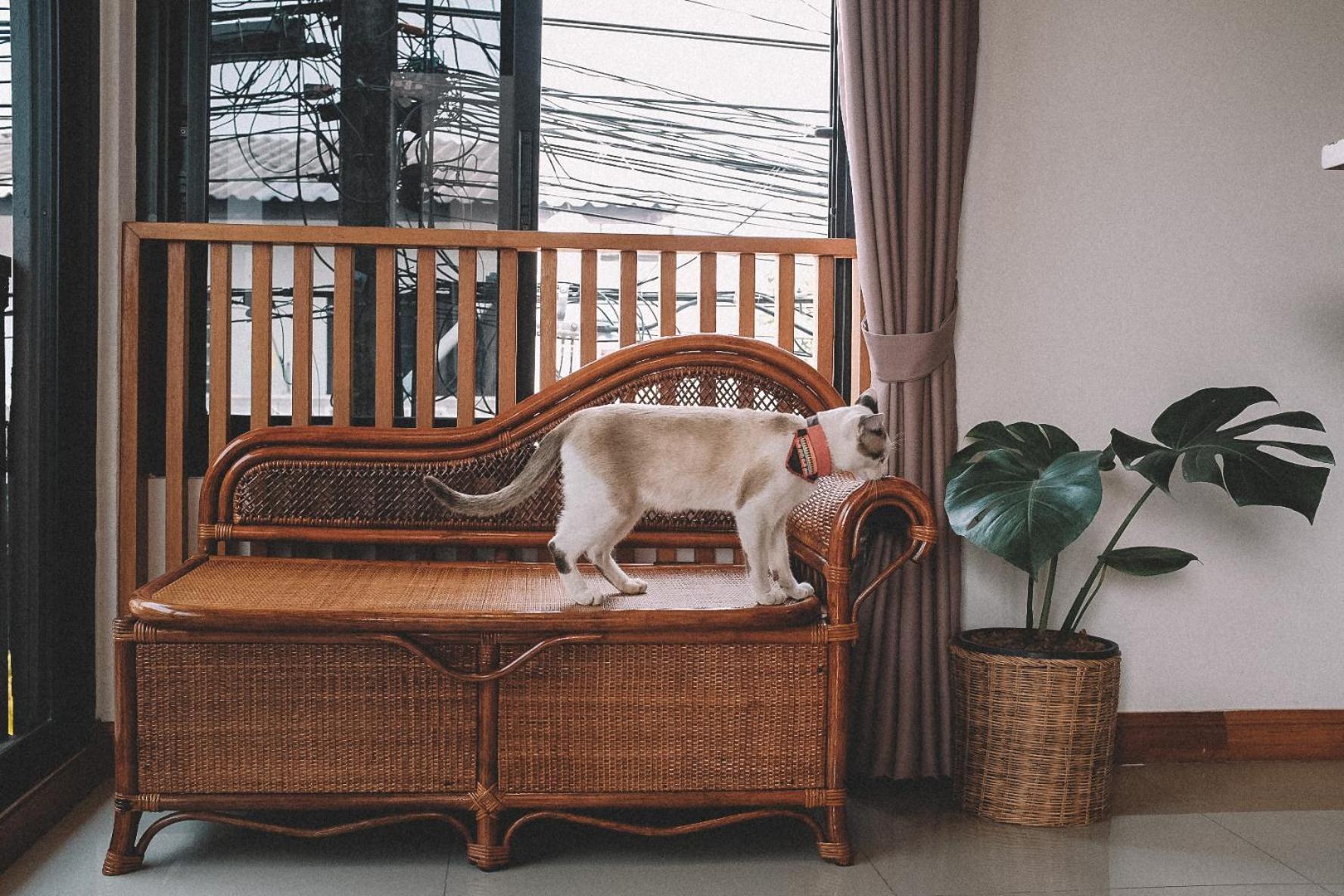 Sleepy House Chiang Rai