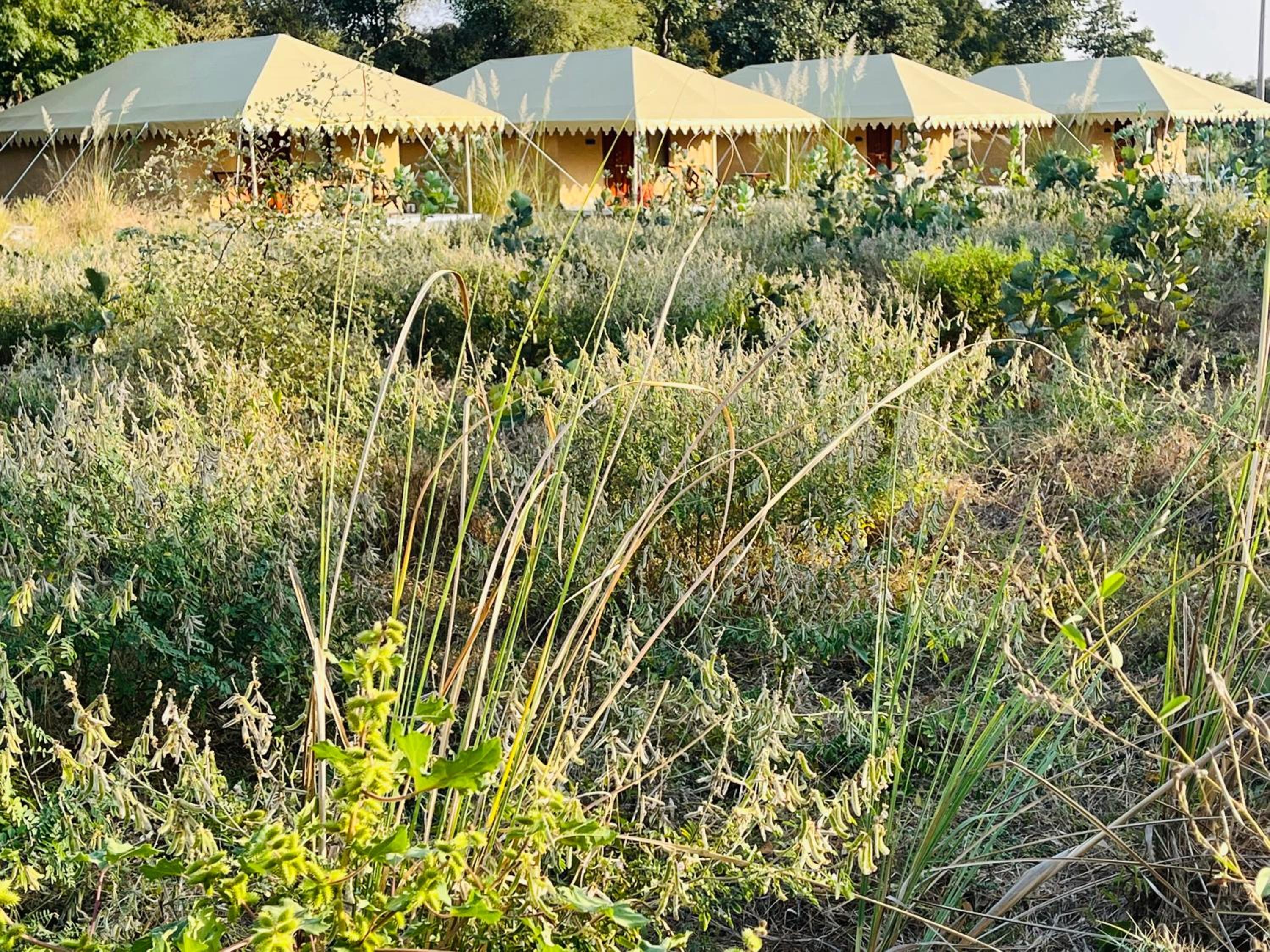 Dera Jawai - Best Safari Lodge in Jawai Bandh view 3