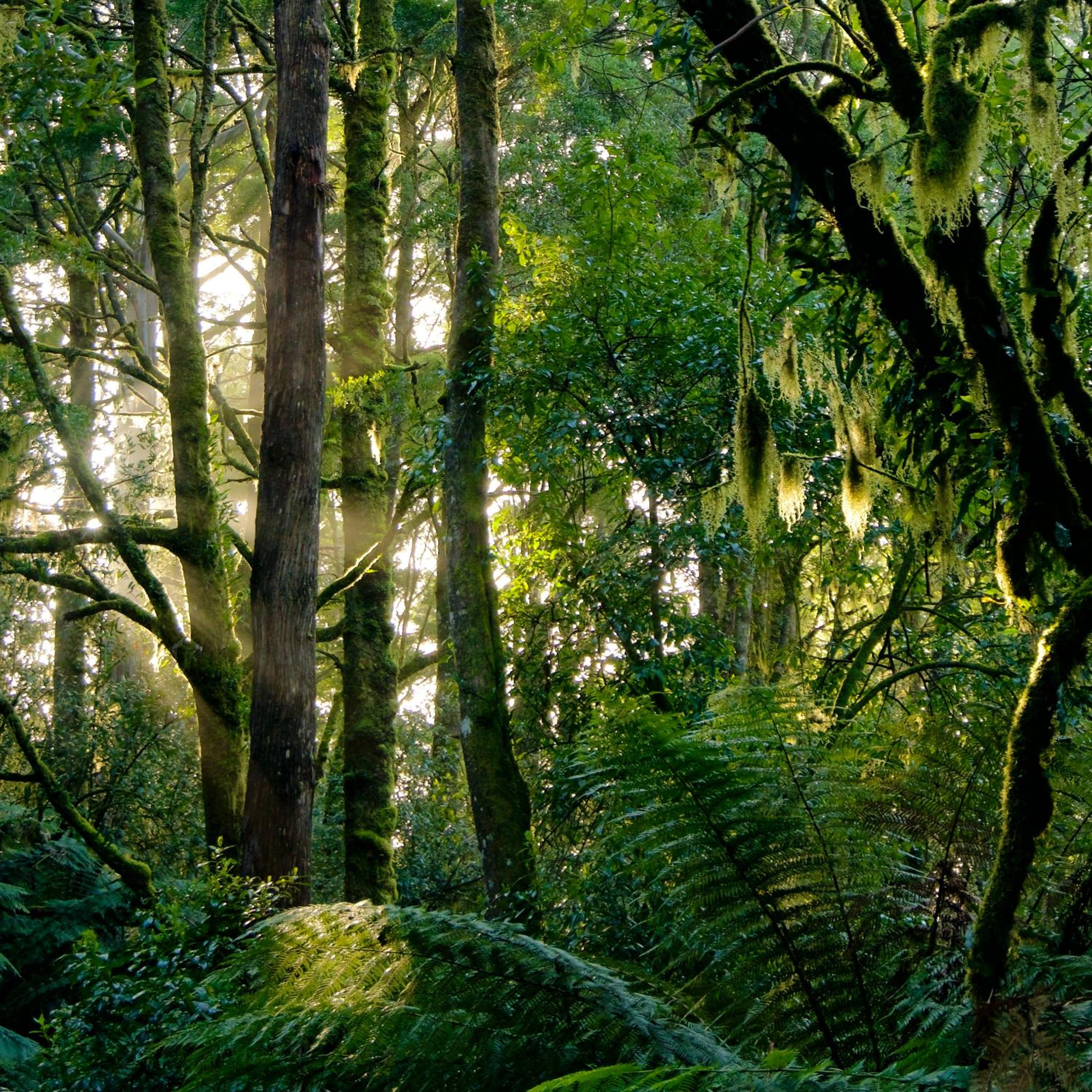 Redwoods Rest / Cabins / Wander & Explore