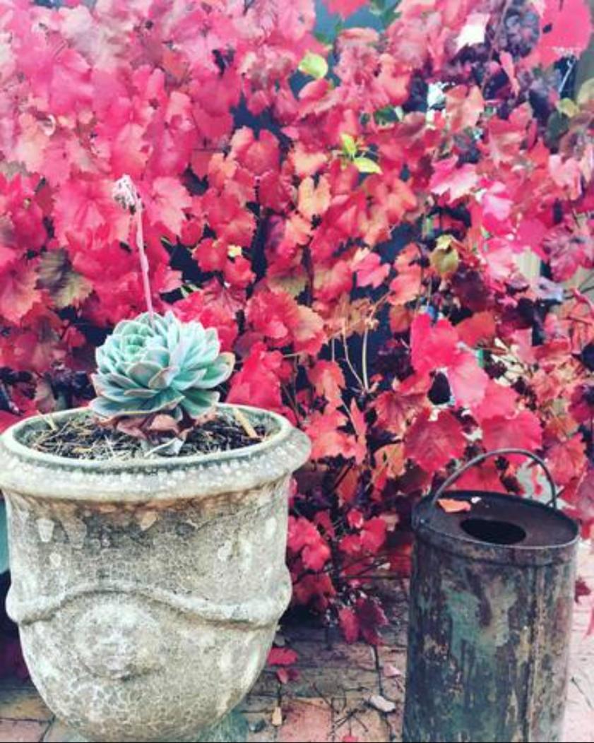 Randell Cottage - Adelaide Hills - Cosy Rustic Hideaway