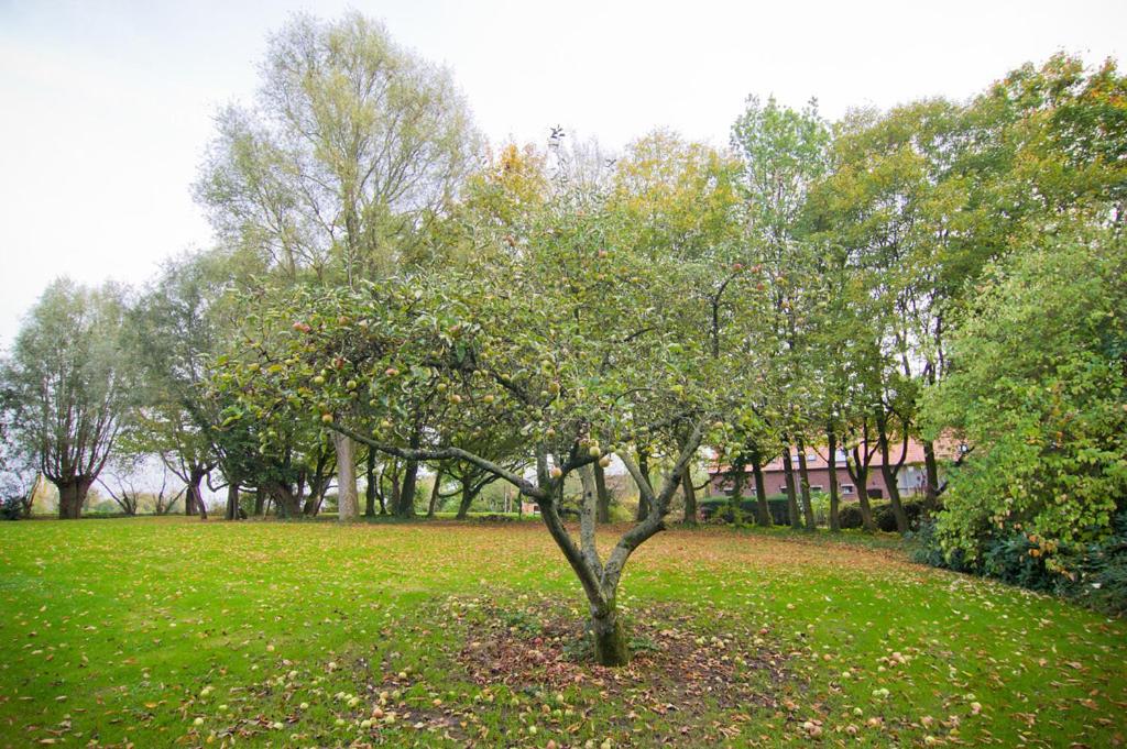 Vakantiewoning L'Eau Tendre in Ellezelles, met wellness en buitenzwembad met overkapping