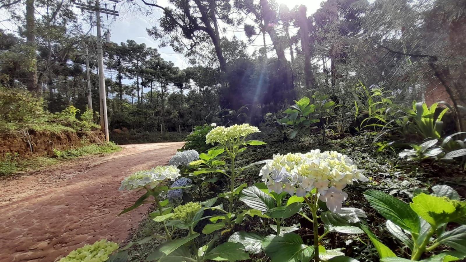 Bosque das Araucárias