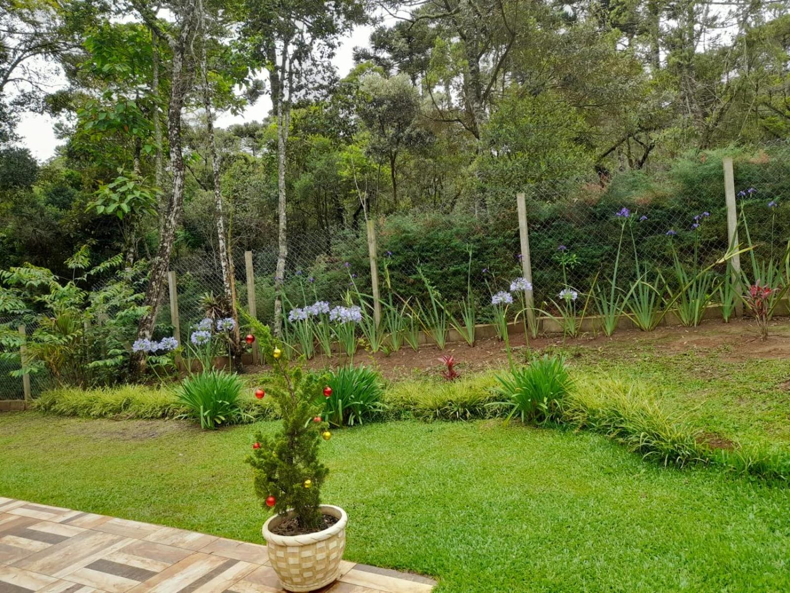 Bosque das Araucárias