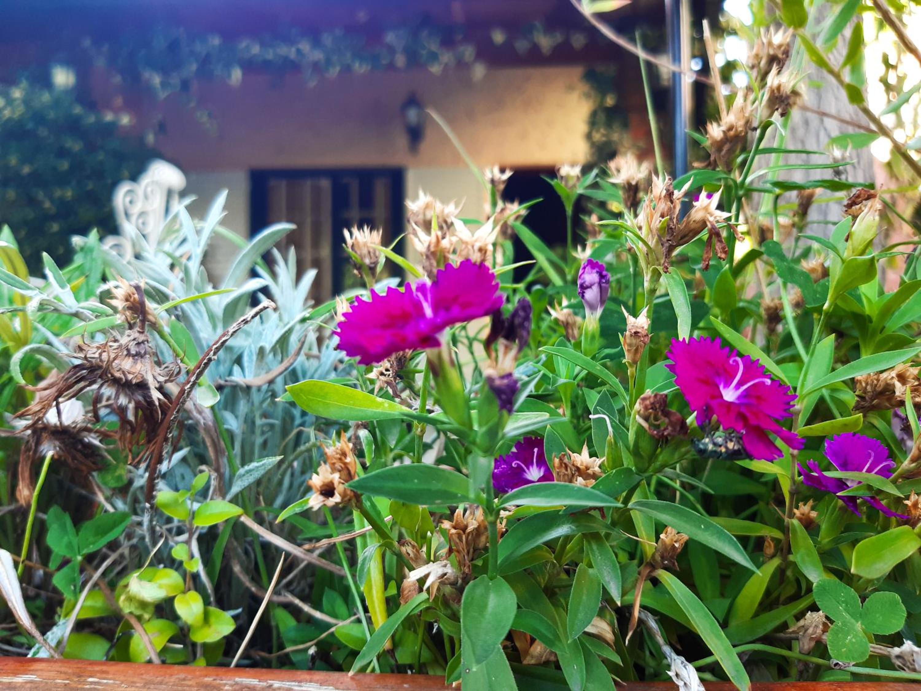 Departamento Las Margaritas