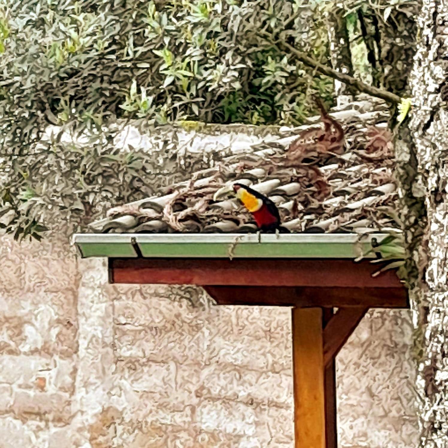 Bosque das Araucárias