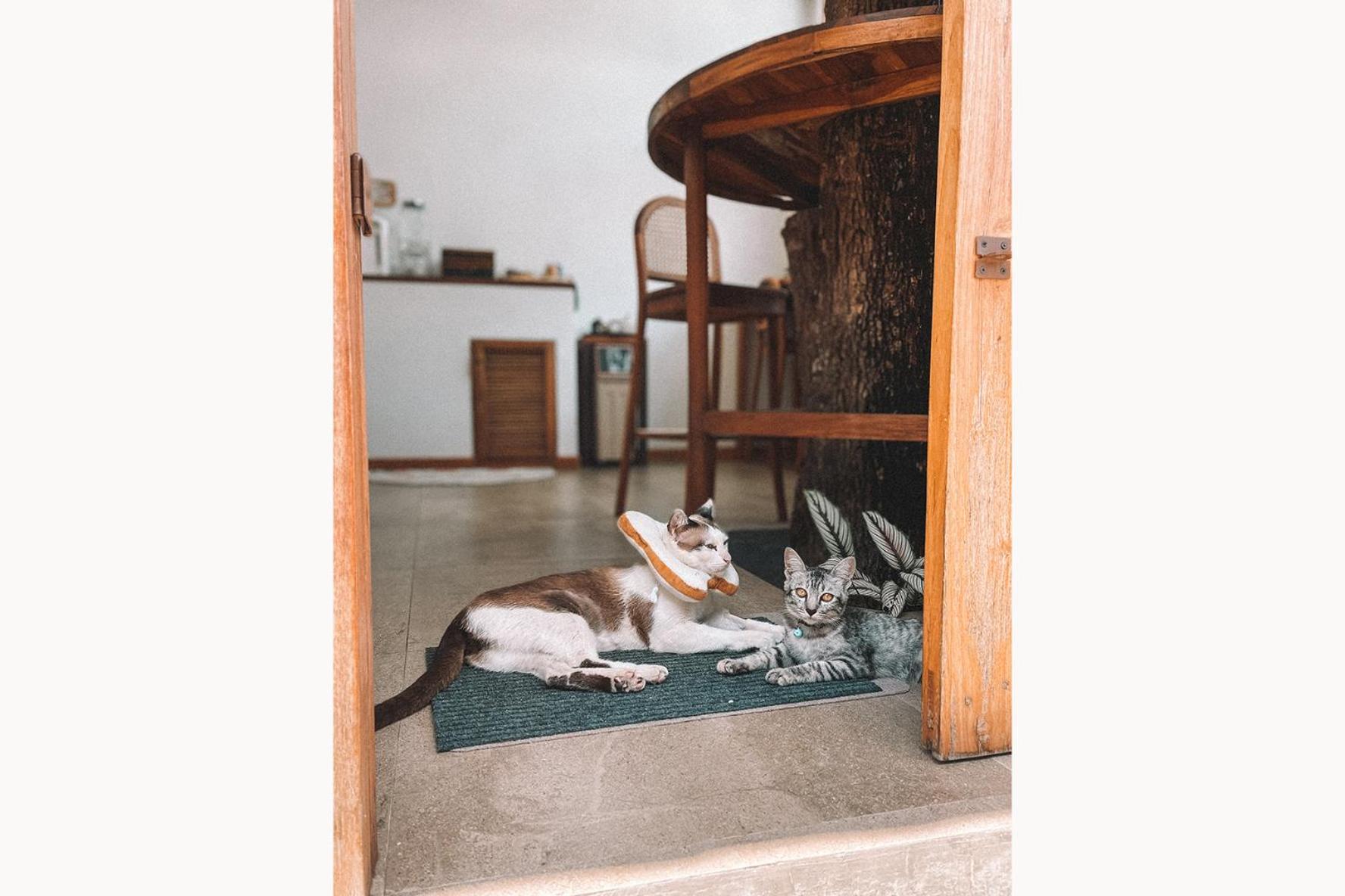 Sleepy House Chiang Rai