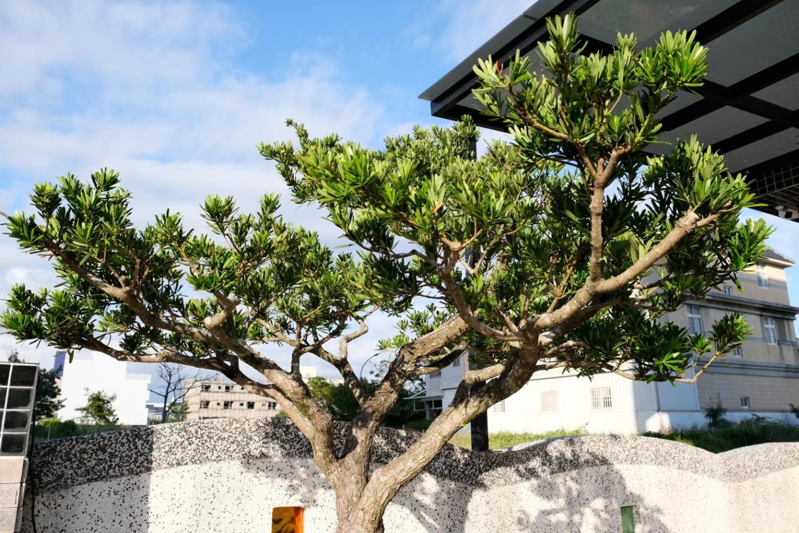 Photo 43