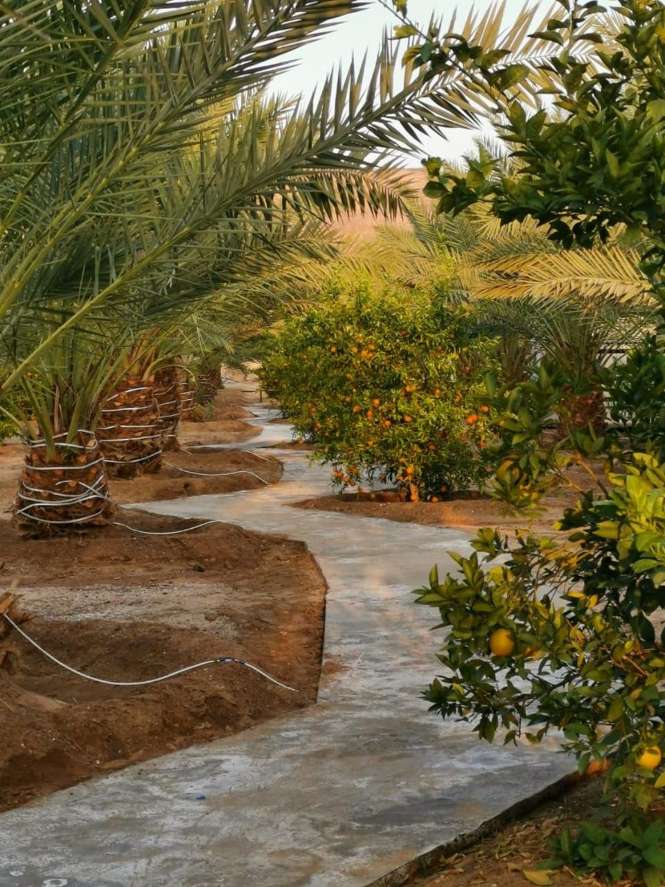 Almazham camp resort