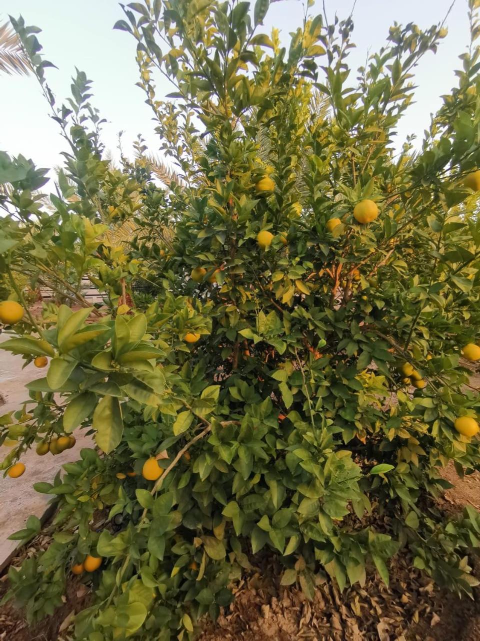 Almazham camp resort
