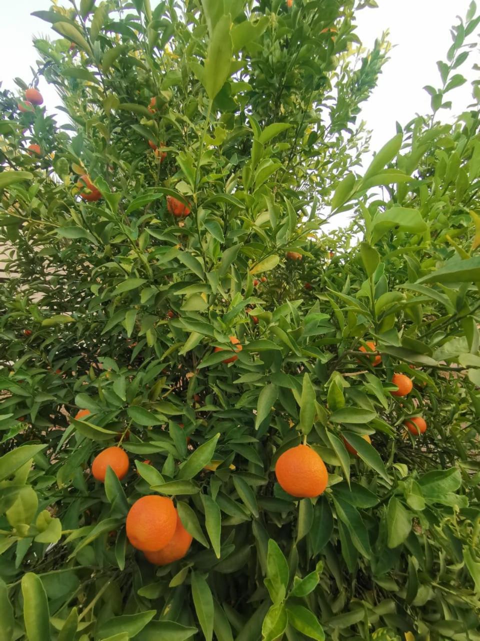 Almazham camp resort