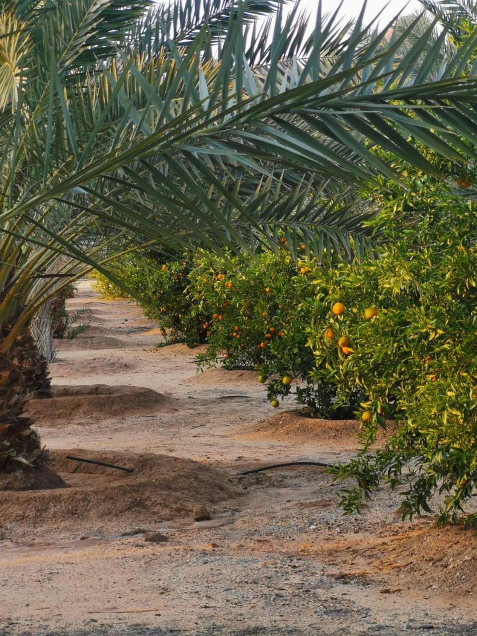Almazham camp resort