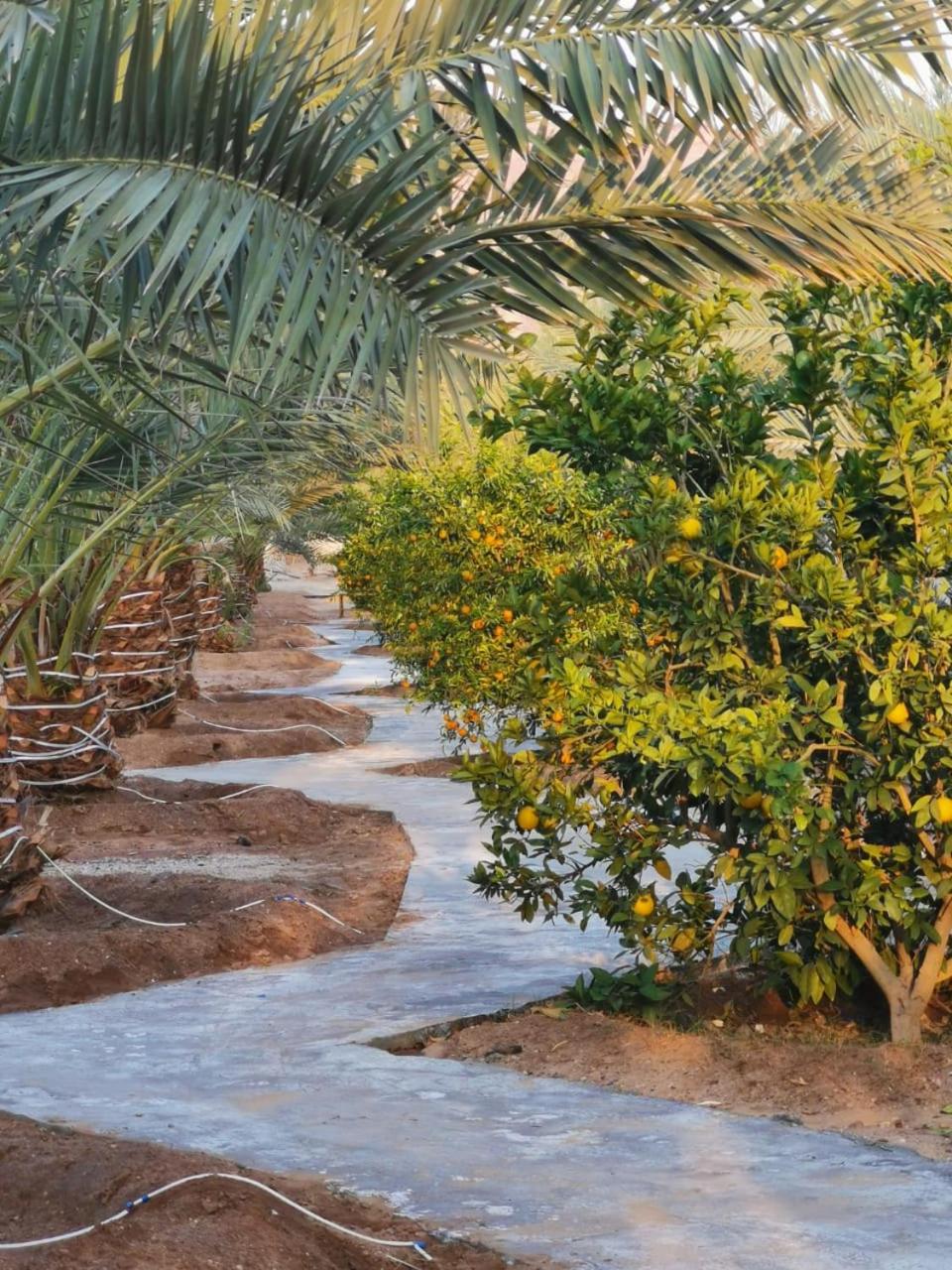 Almazham camp resort