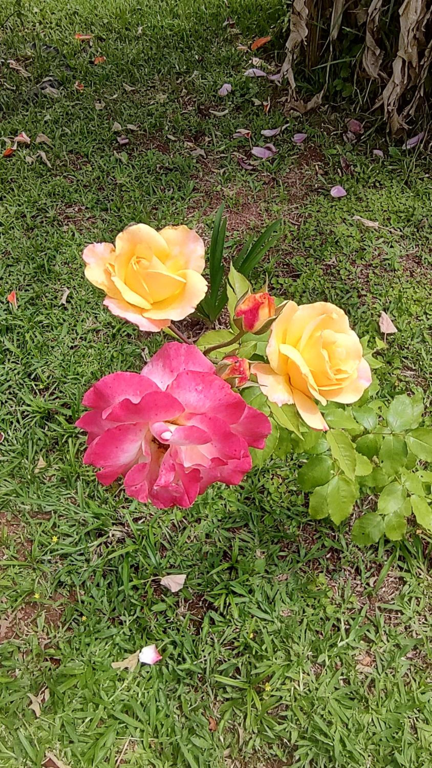 Photo 30